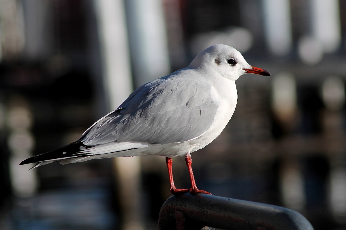 the rest of the seagull