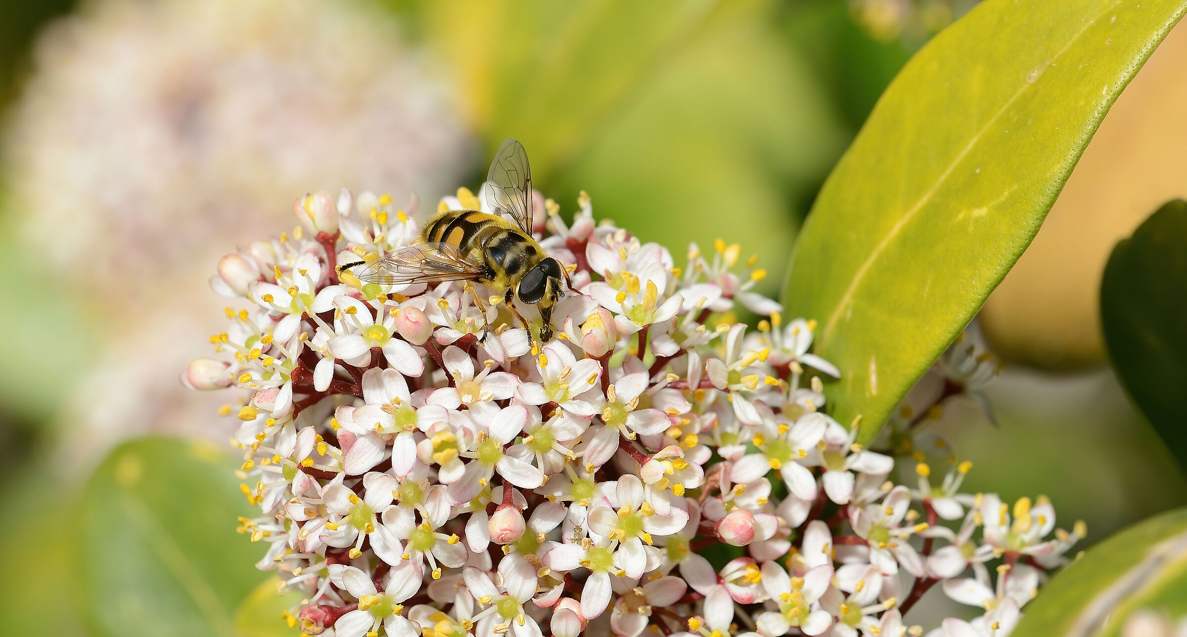 bee