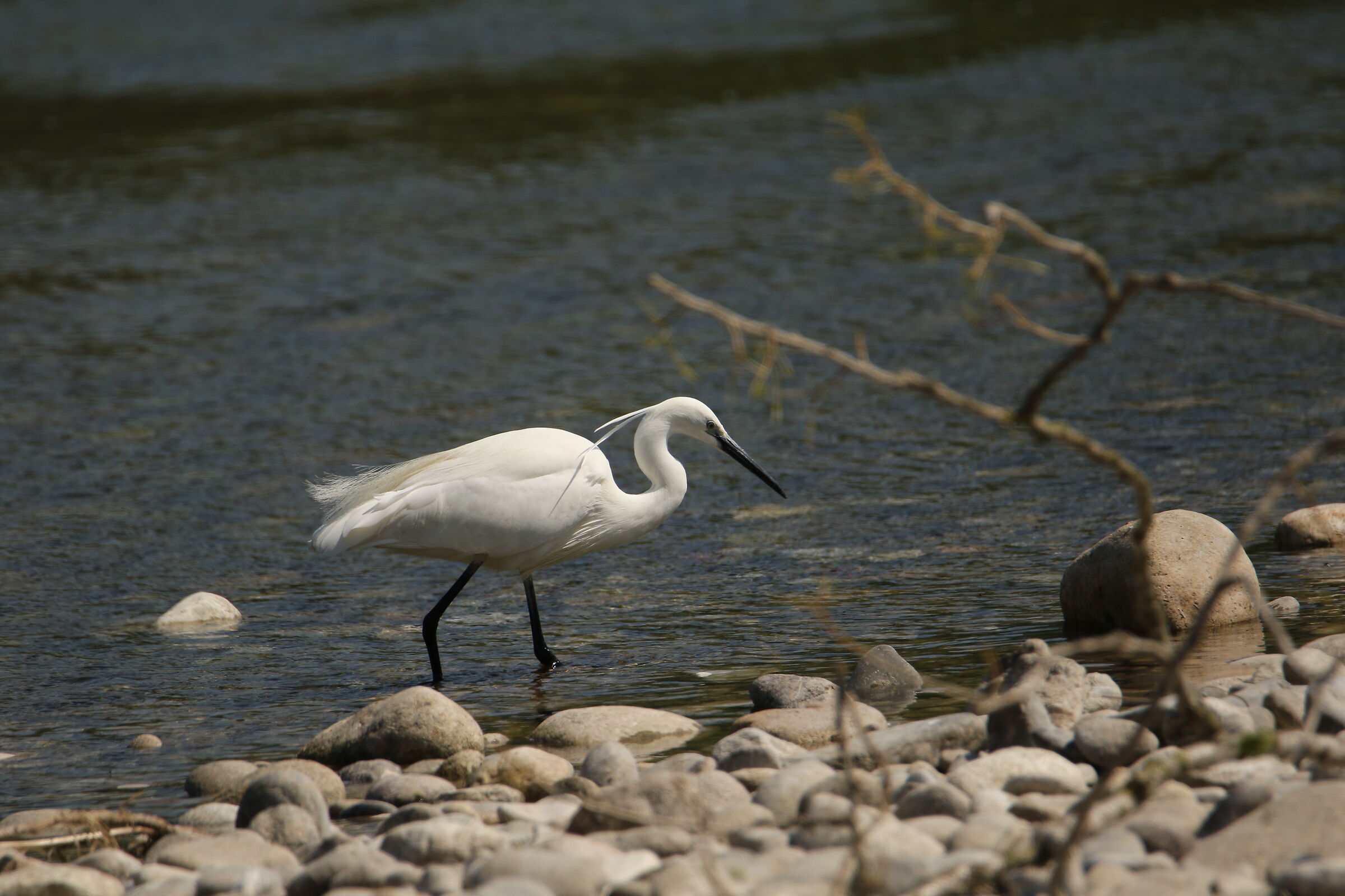 Egret - Adda River
