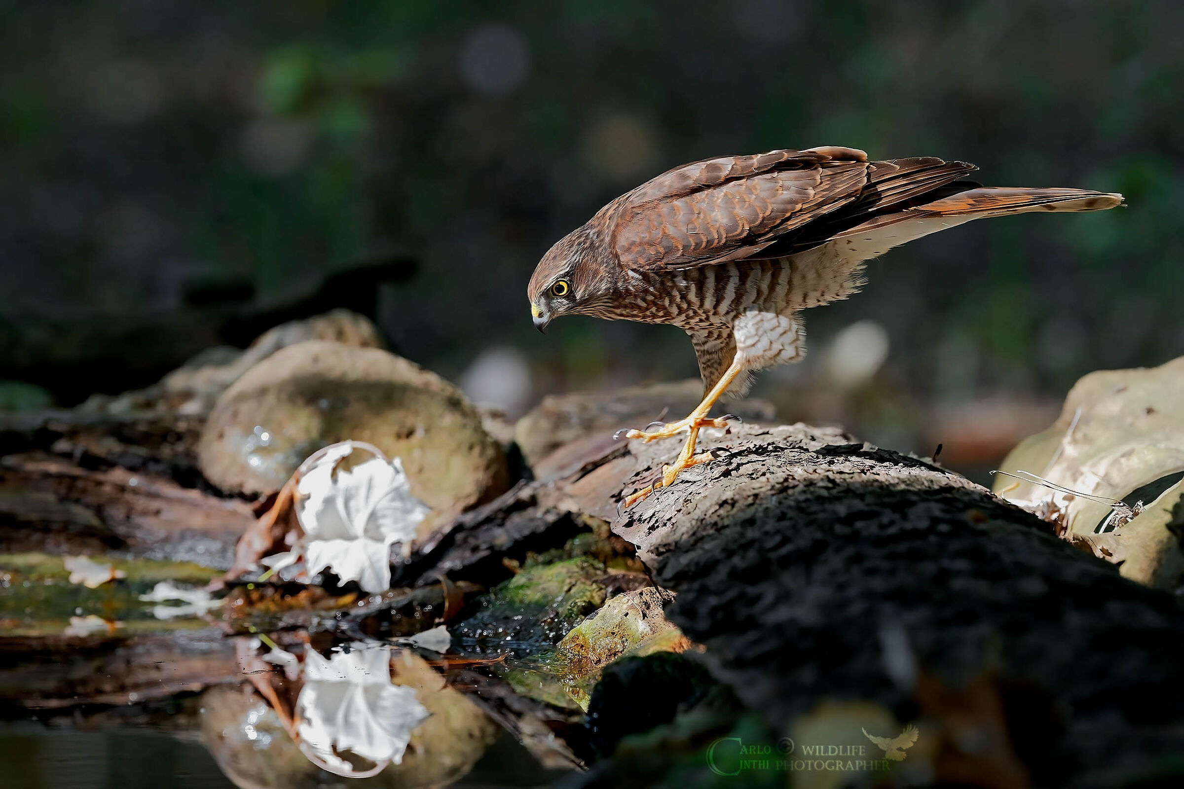 Sparviere femmina  giovane