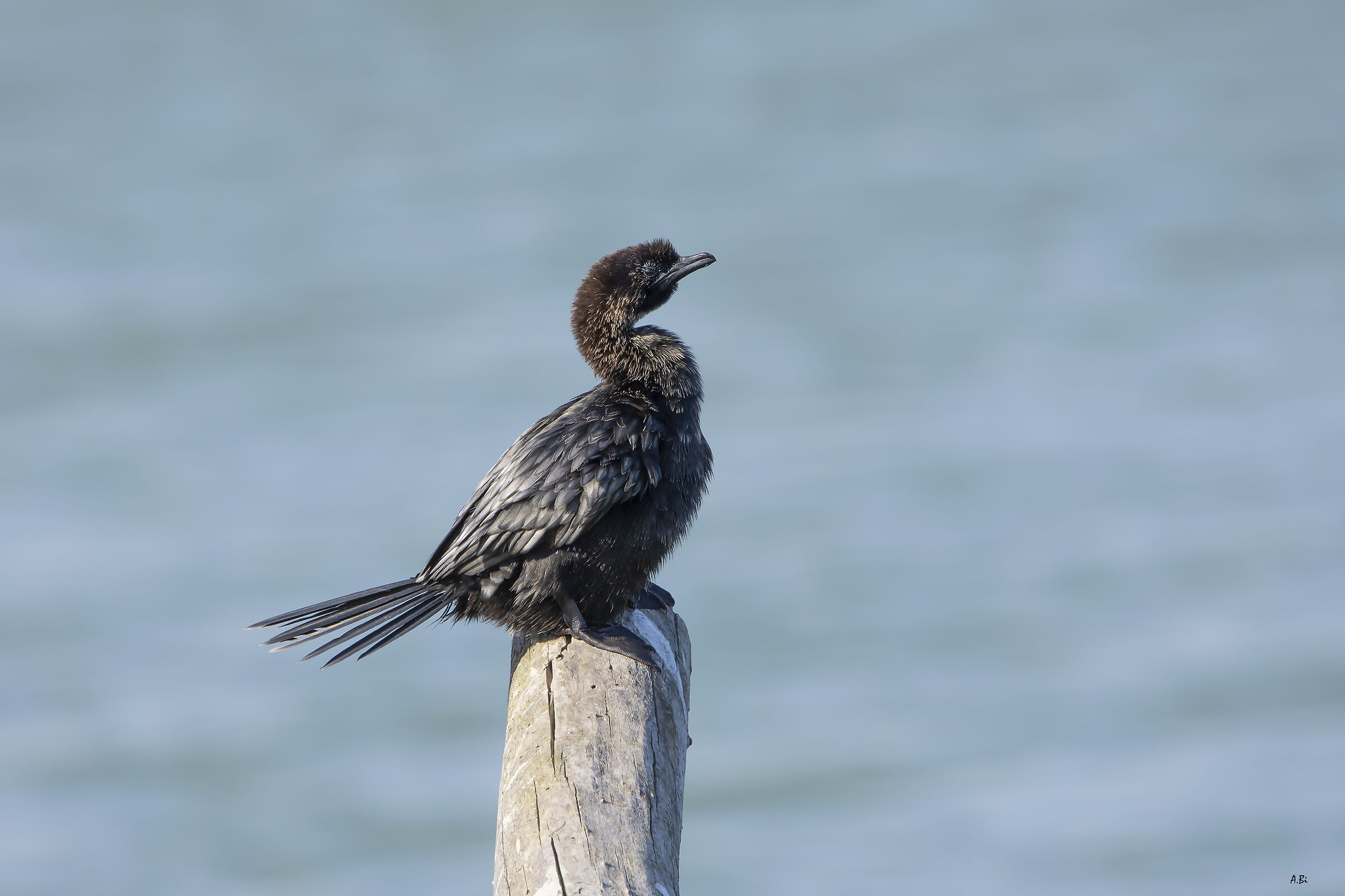 Un fiero marangone minore