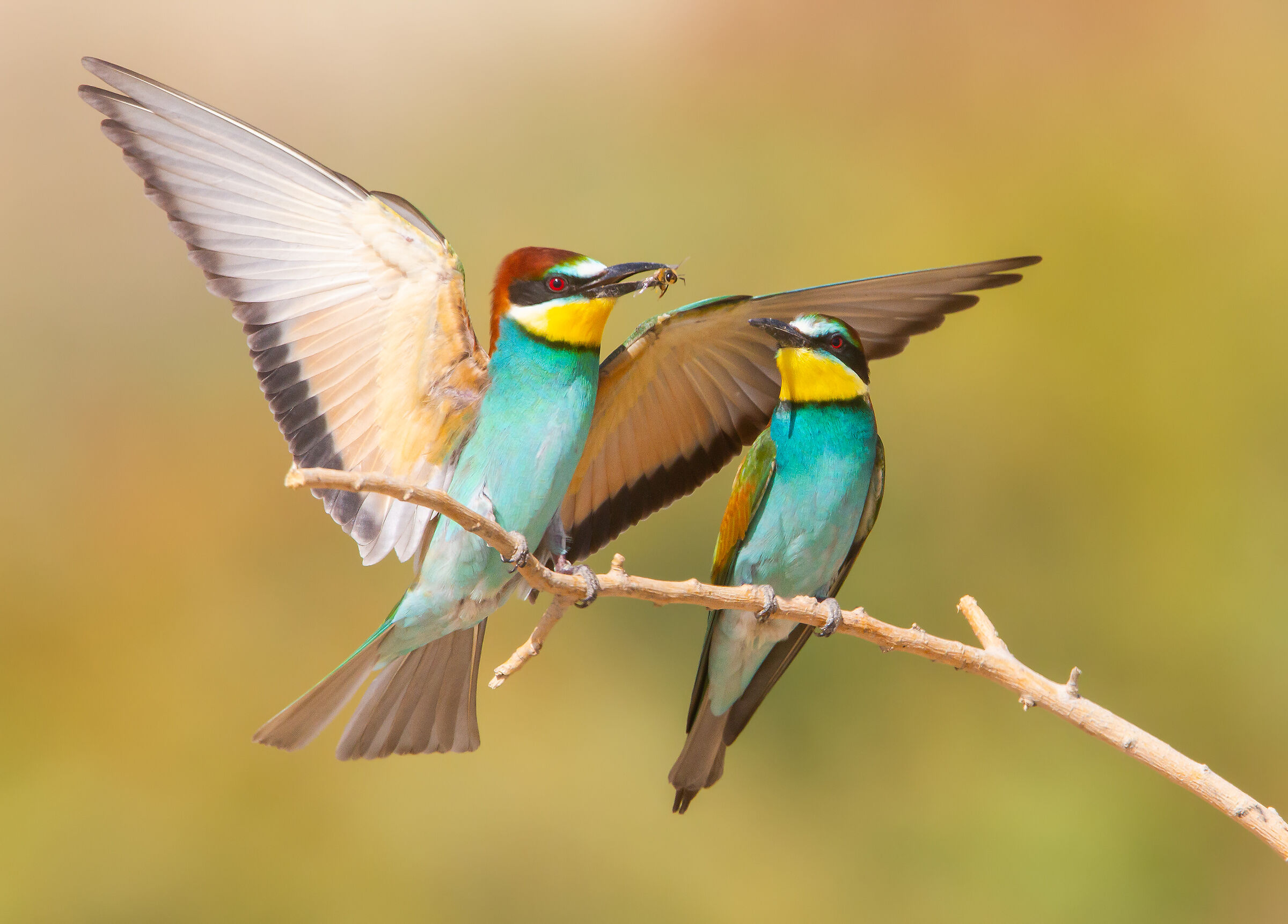 BeeEater europeo