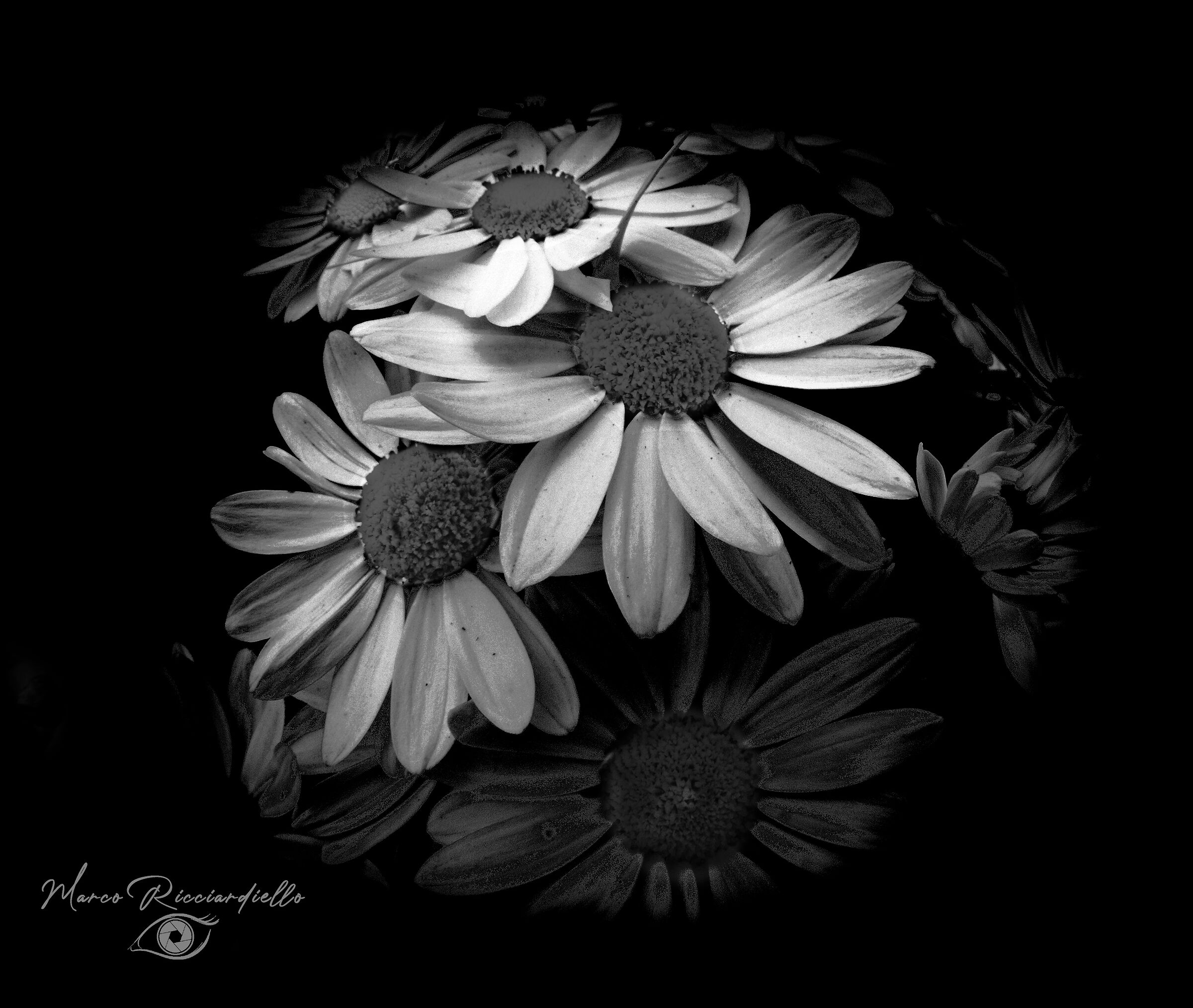 Daisies in the garden