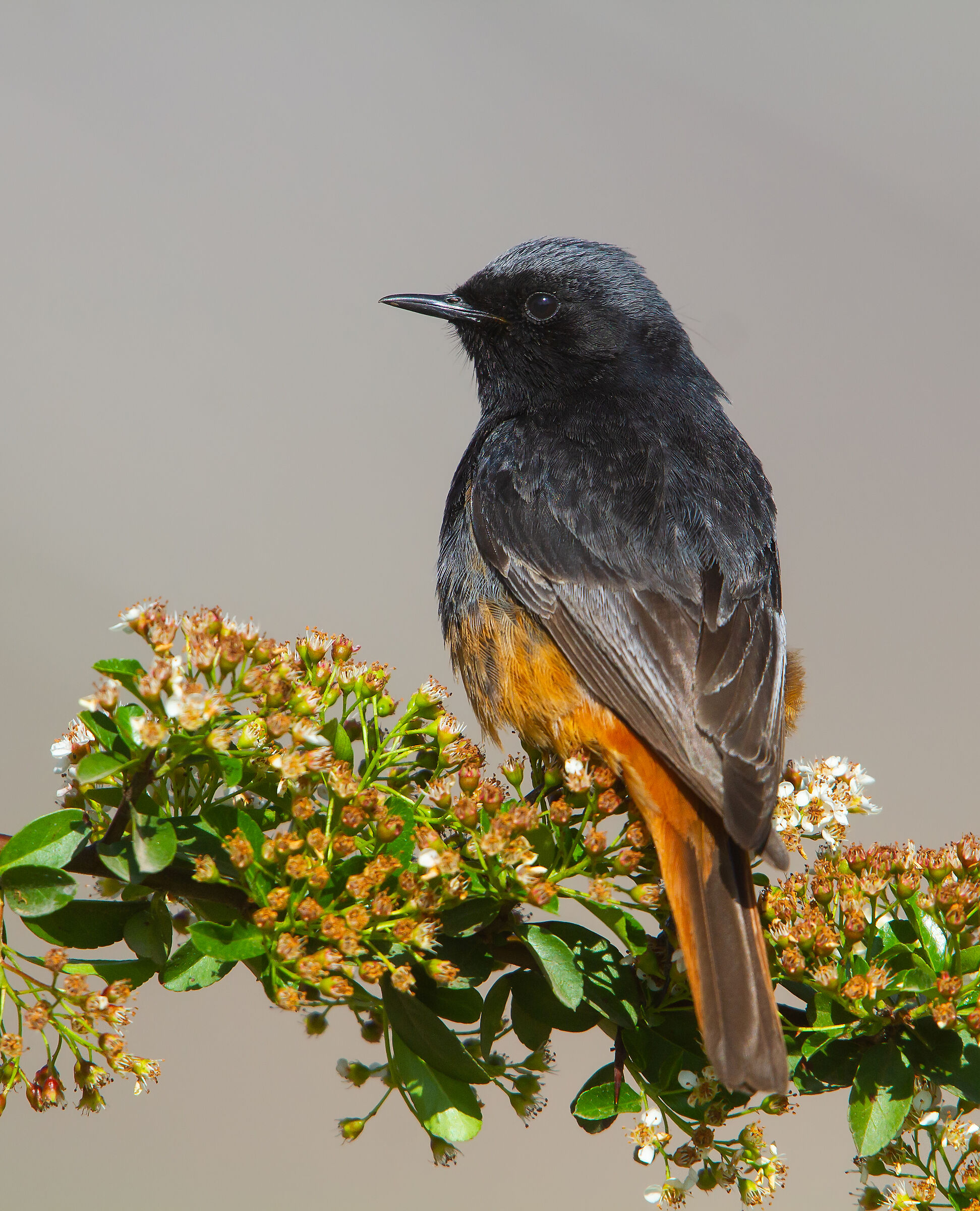 Black Redstart
