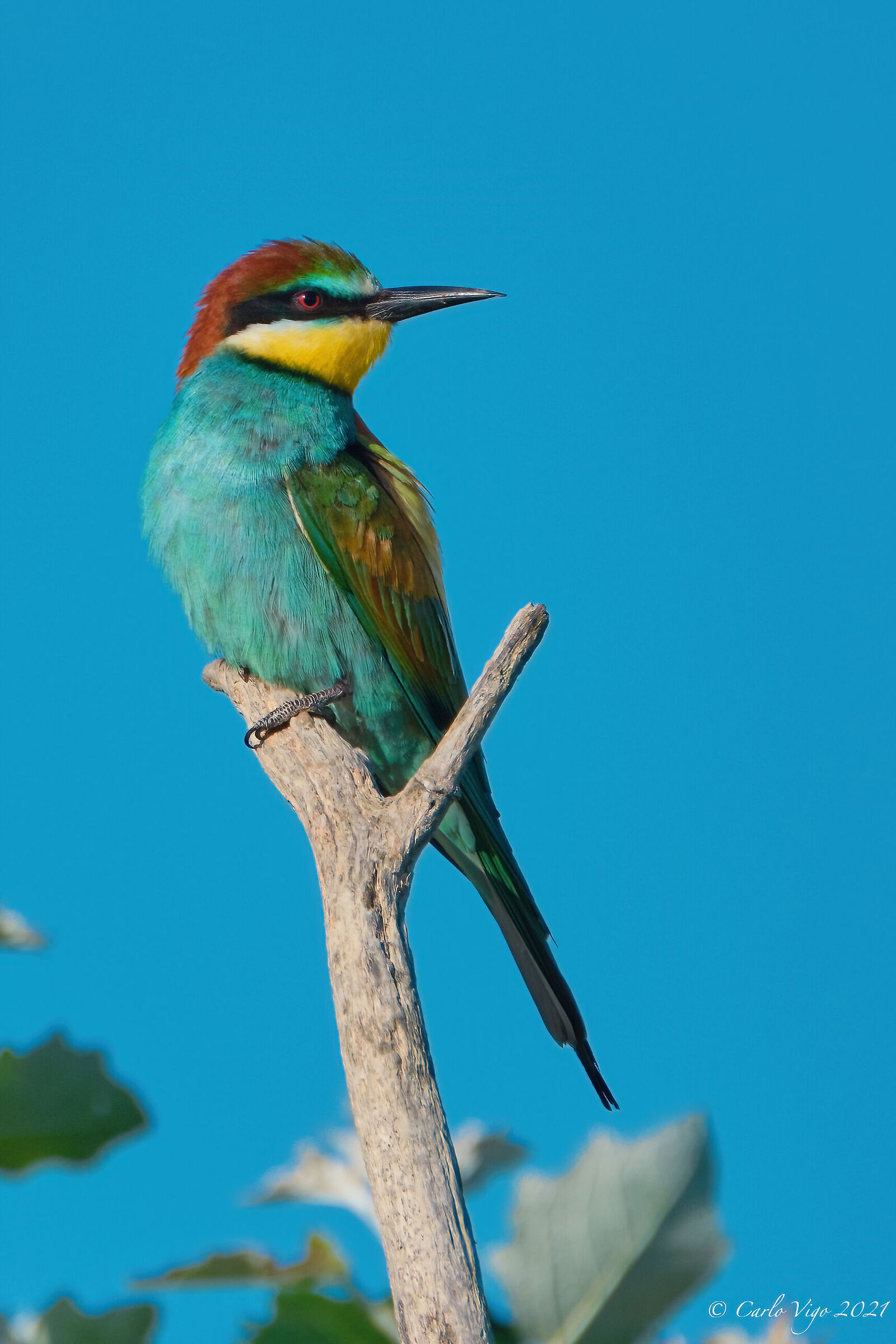 bee-eater