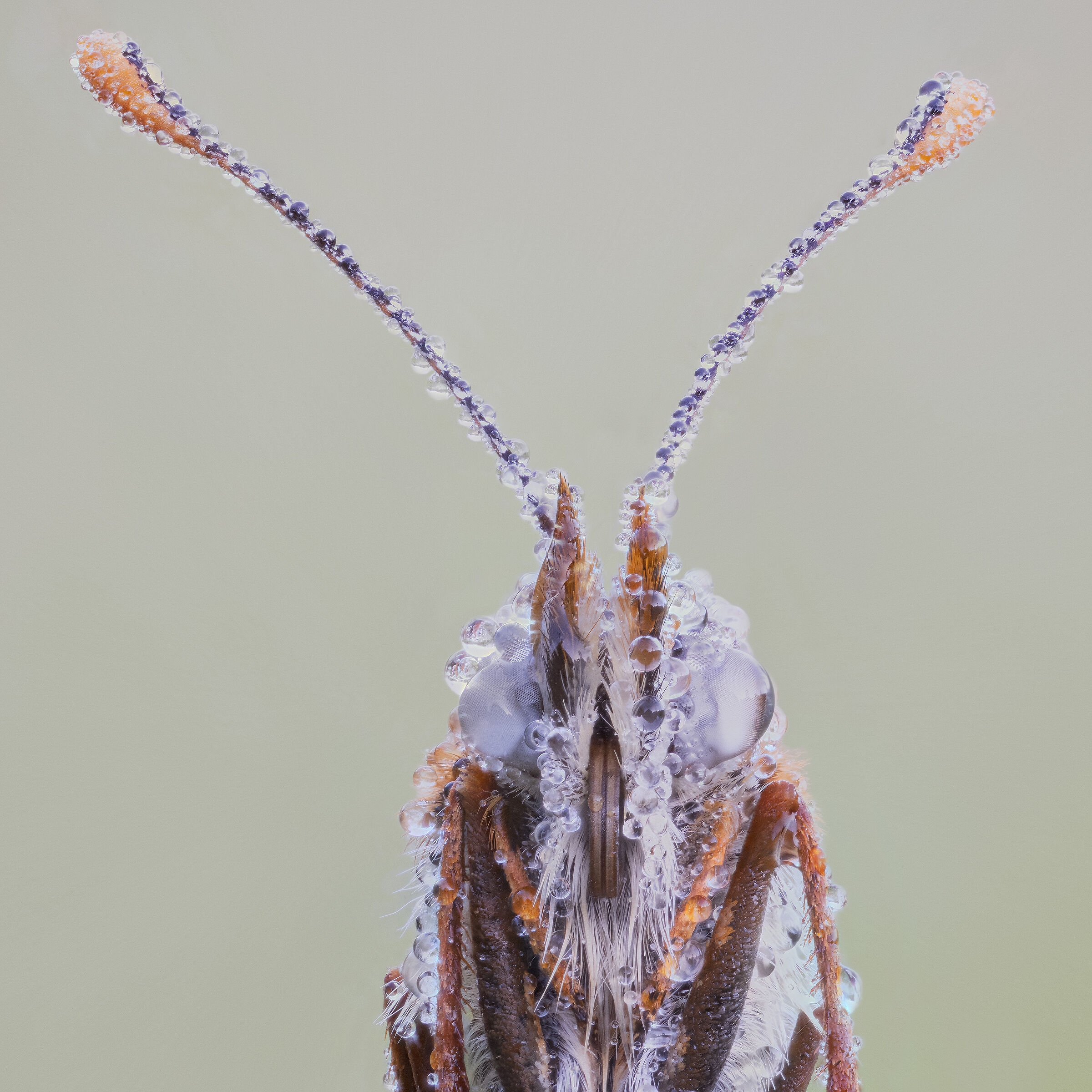 Didyma's melitaea
