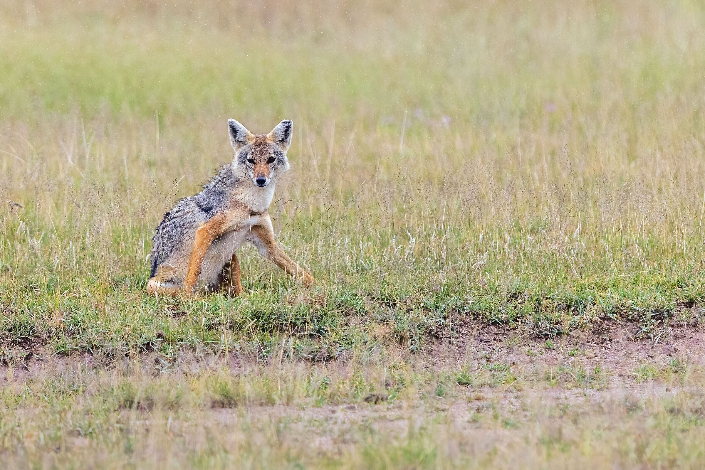 Coyote in the Amboseli in the pouring rain