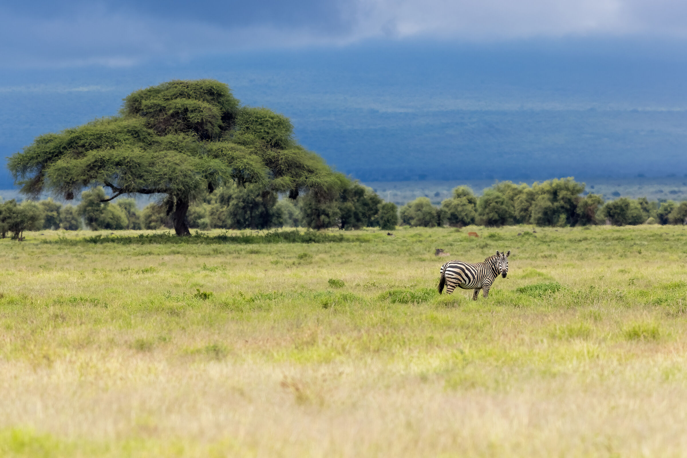 Landscape with zebra