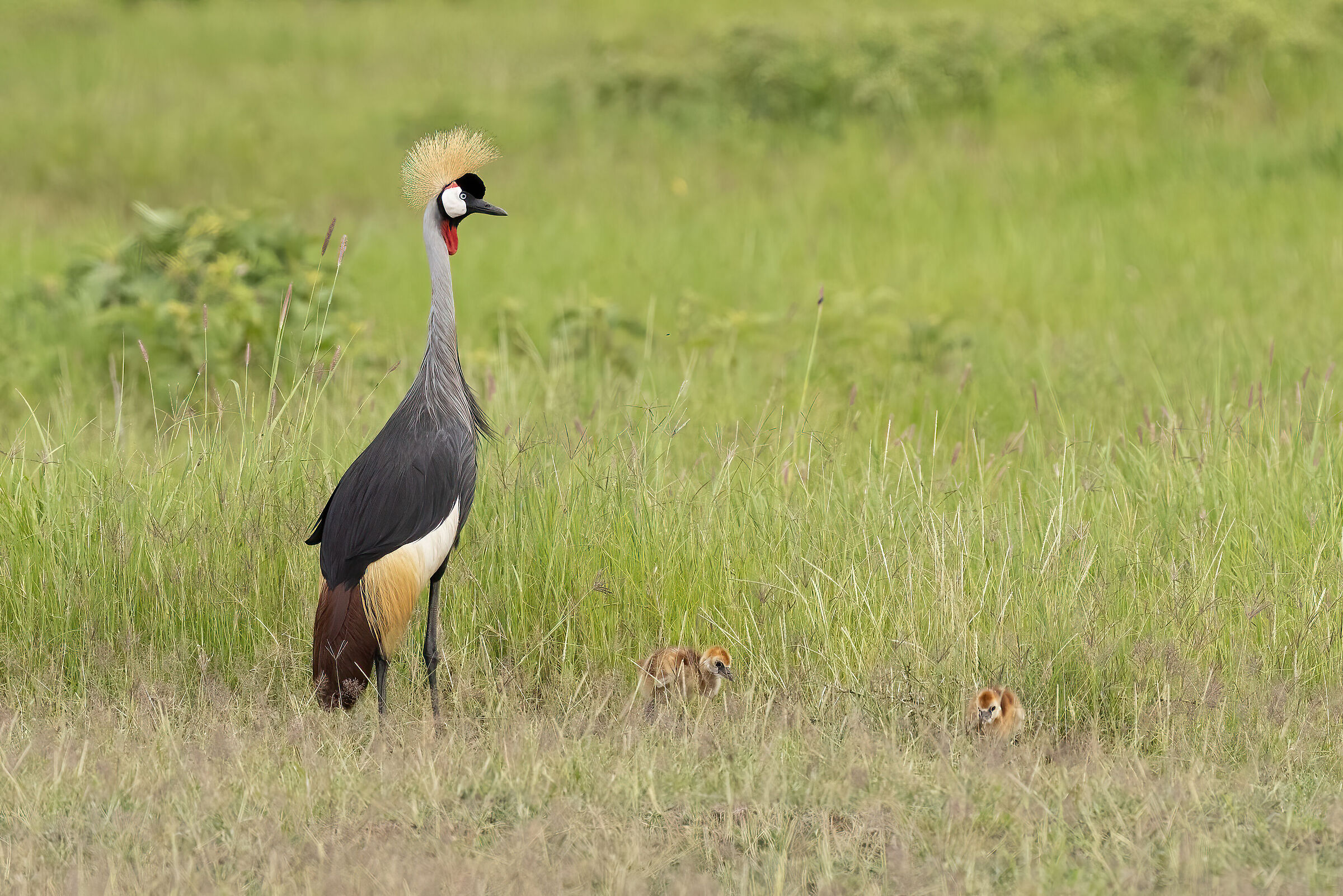 grey crowned crane (Balearica regulorum) with small