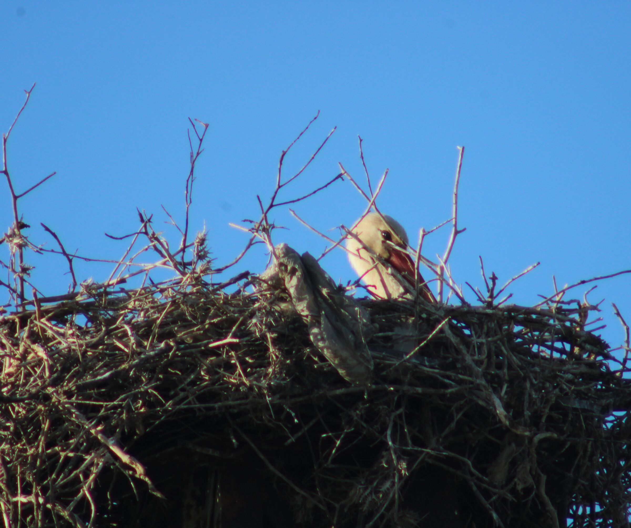 Ginger Stork