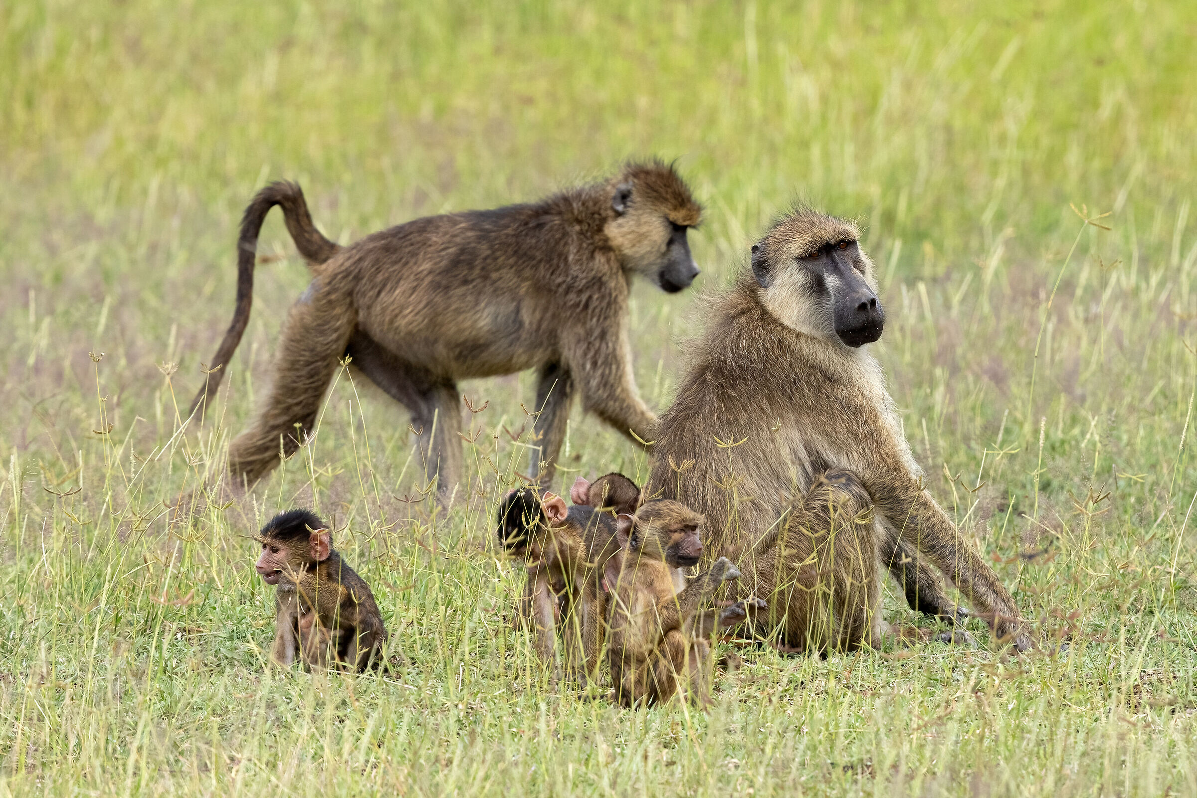 Family of monkeys