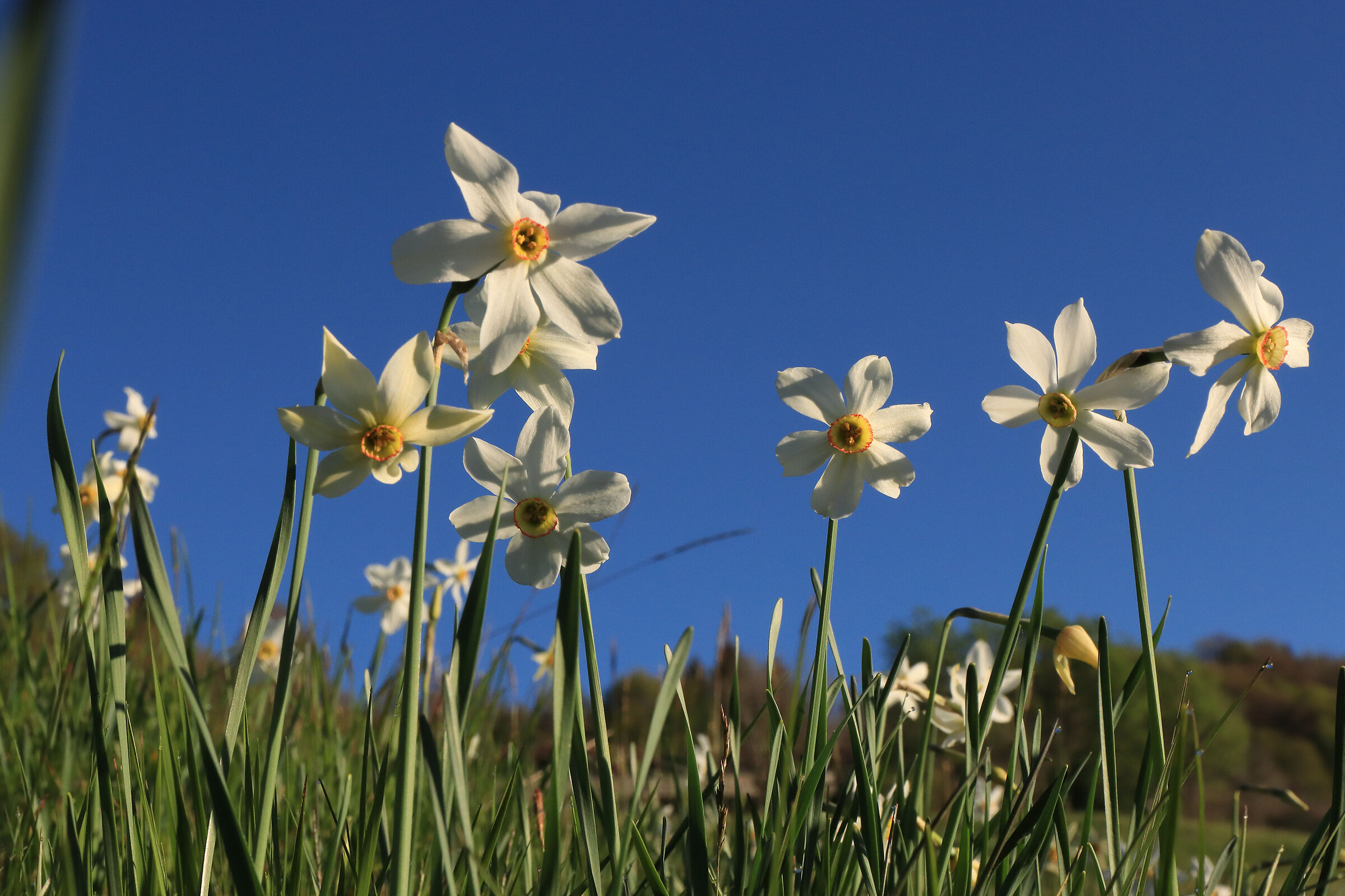 narcisi in Poieto