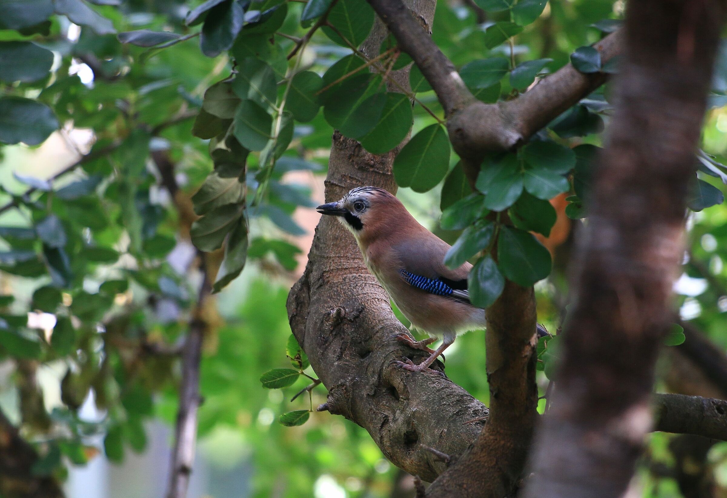 Ghiandaia (Garrulus glandarius)