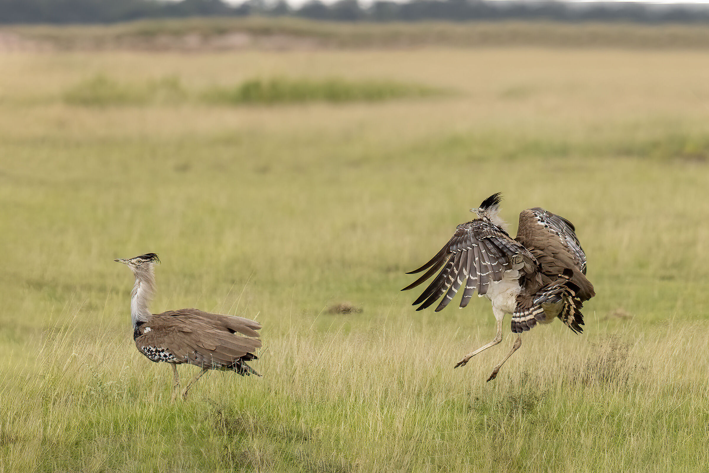 Fighting over territory 1