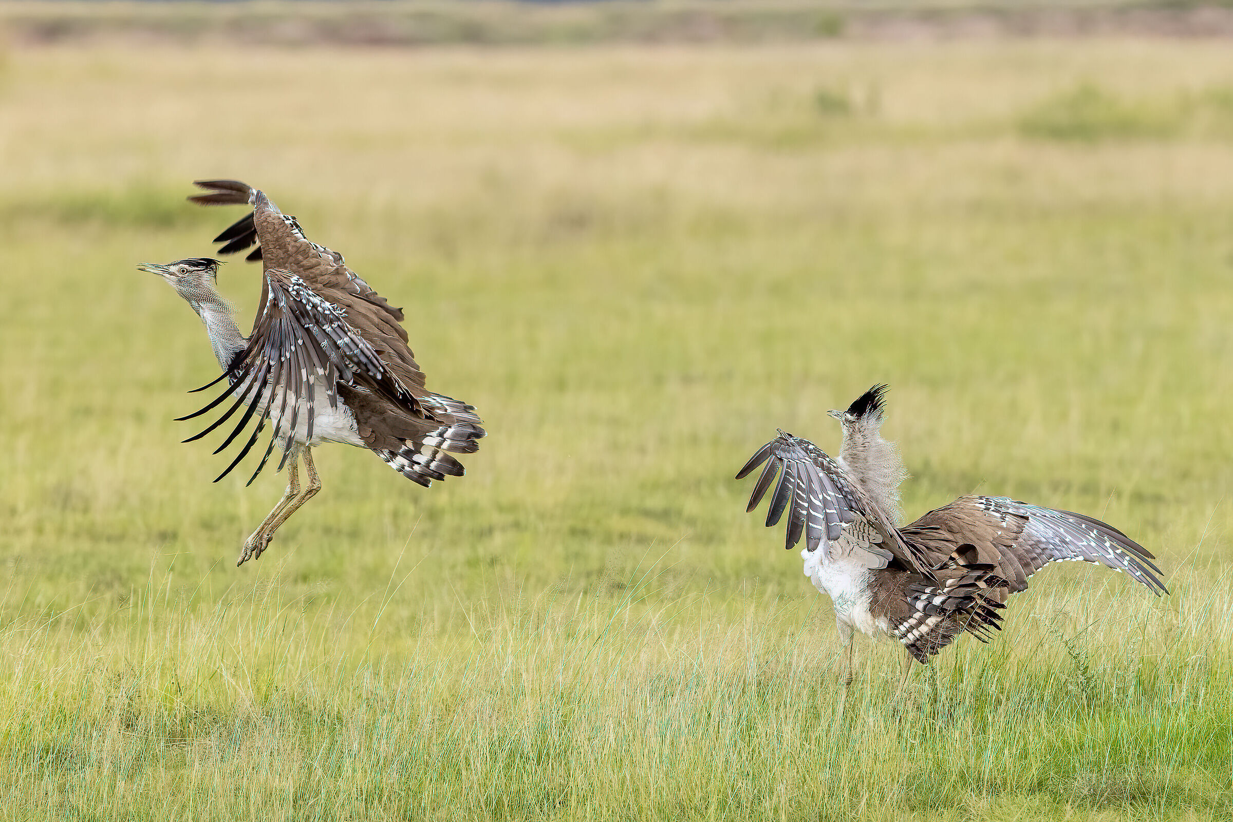 Fighting over territory 2