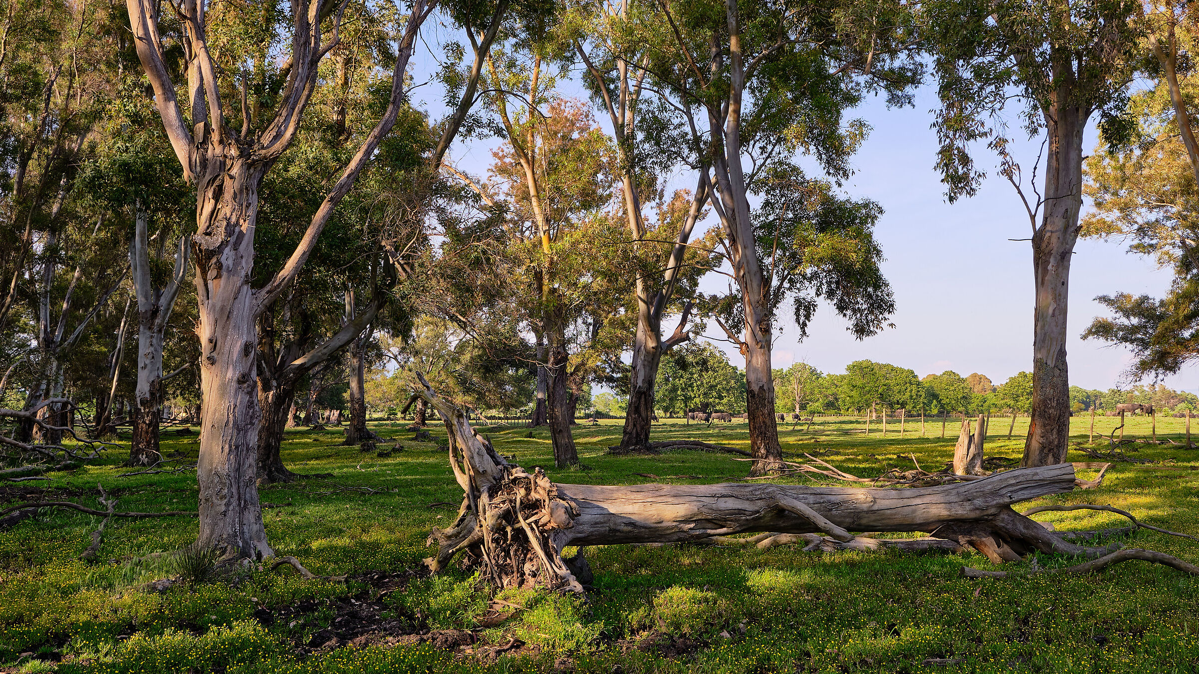 The landscape of Lake Fogliano