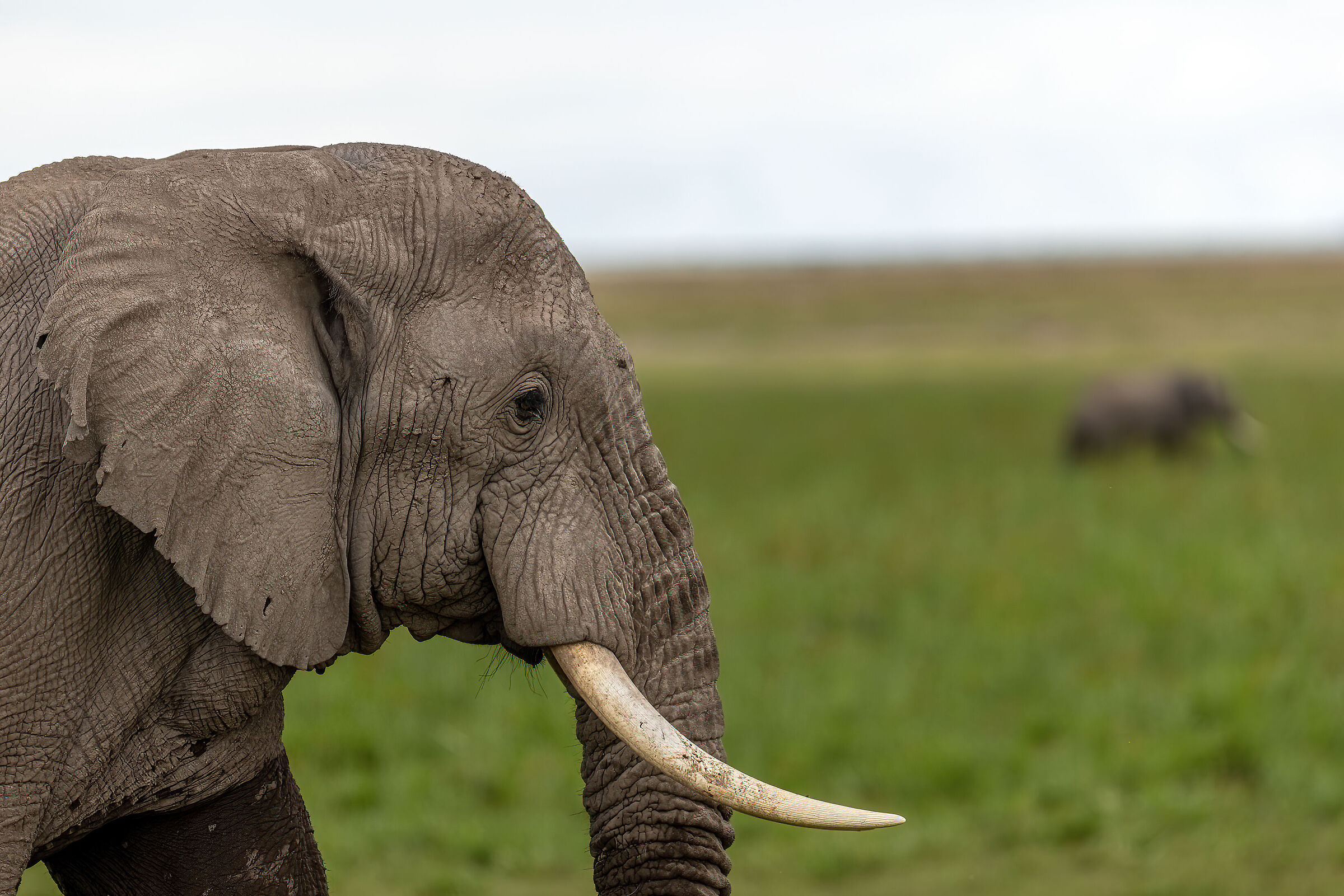 Separated by miles and walking together