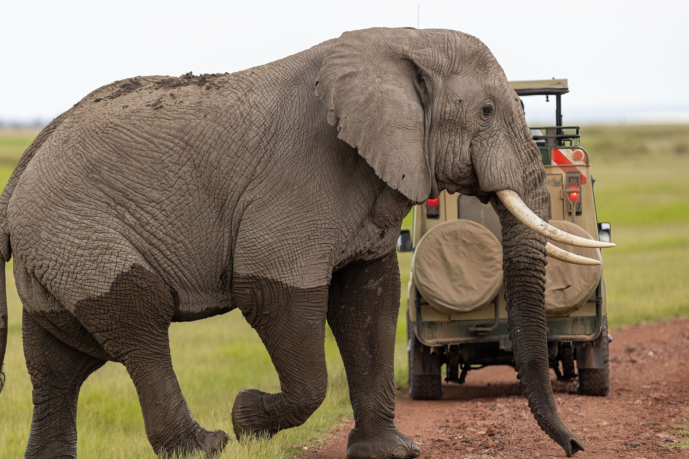 African elephant compared to a Jeep....