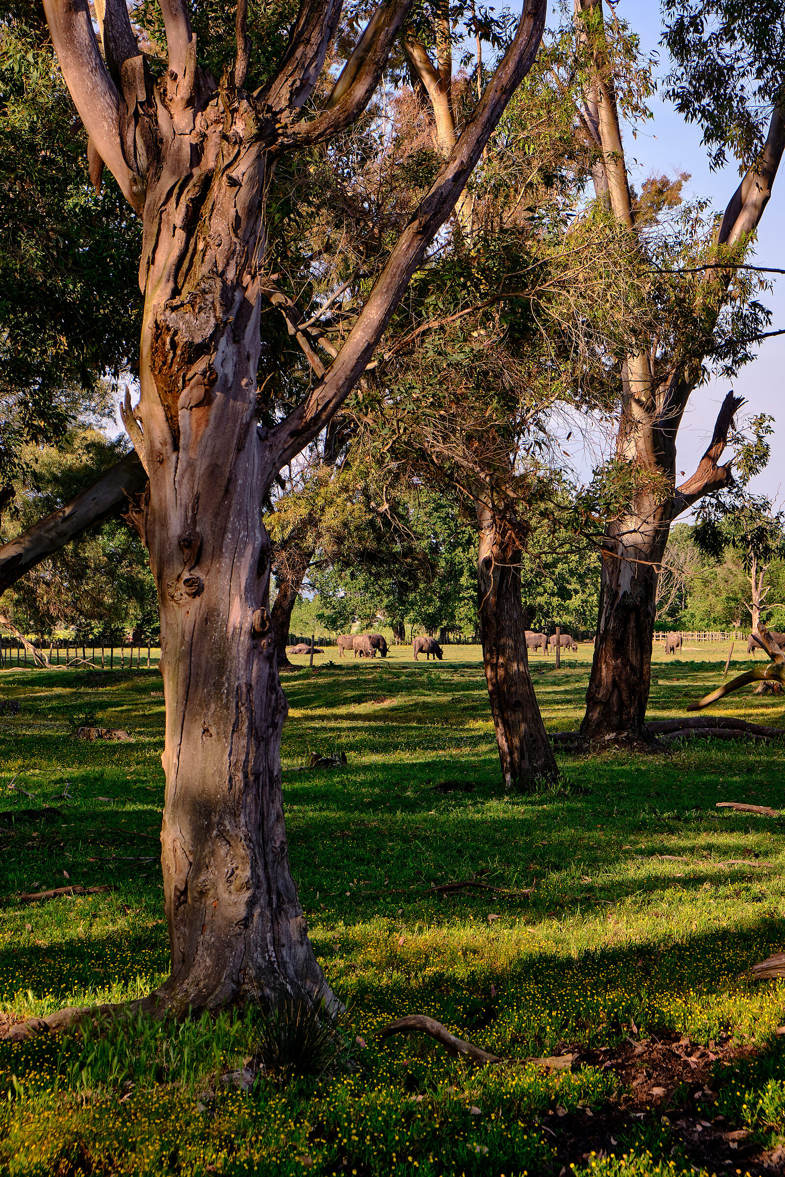 The landscape of Lake Fogliano