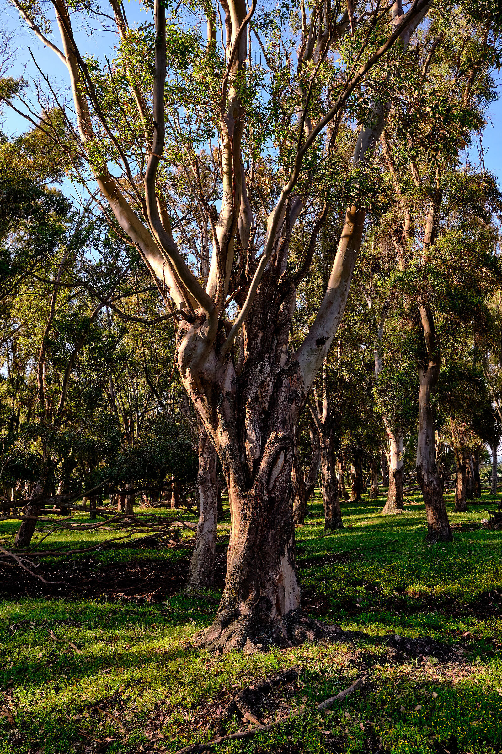 The landscape of Lake Fogliano