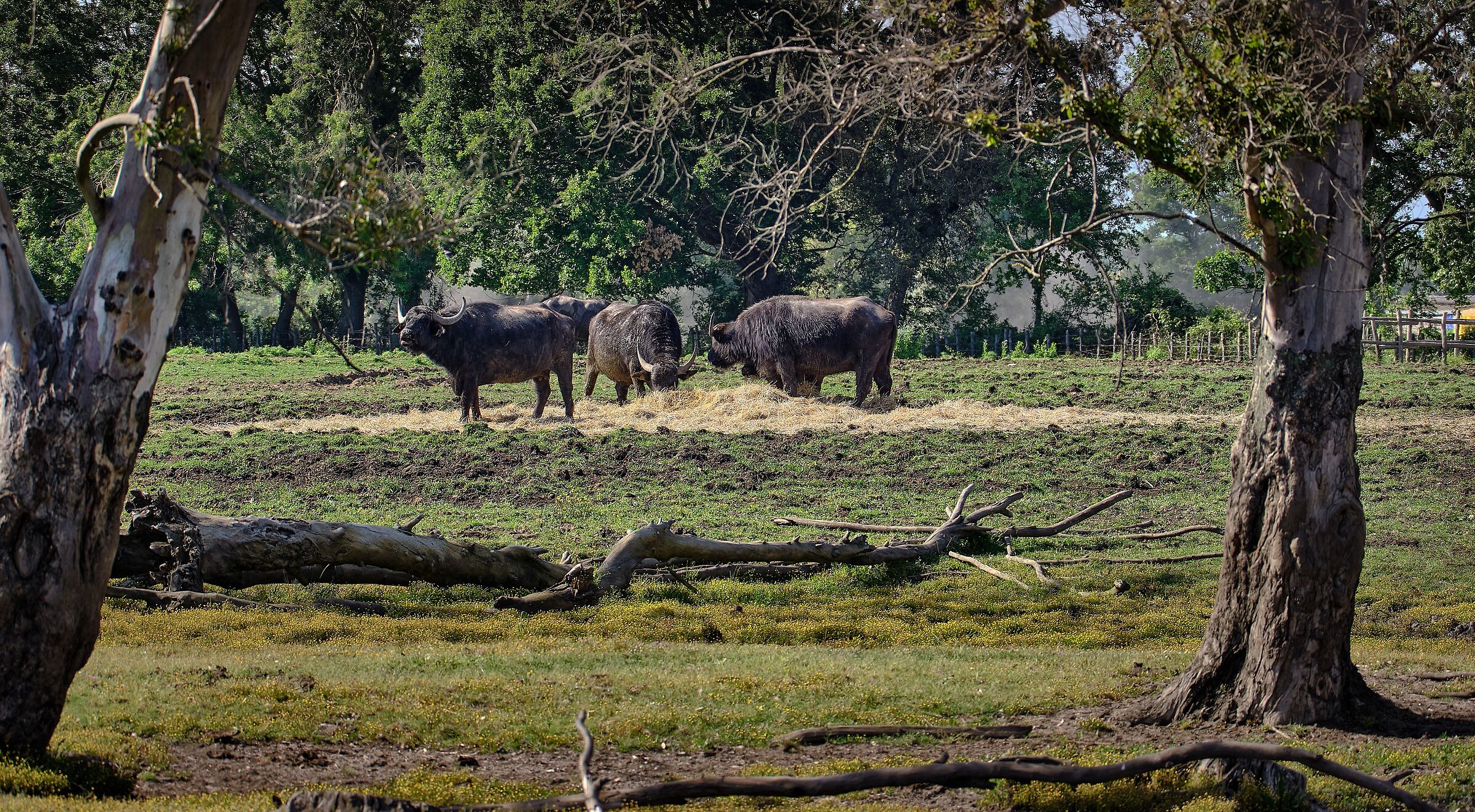 The landscape of Lake Fogliano with buffaloes