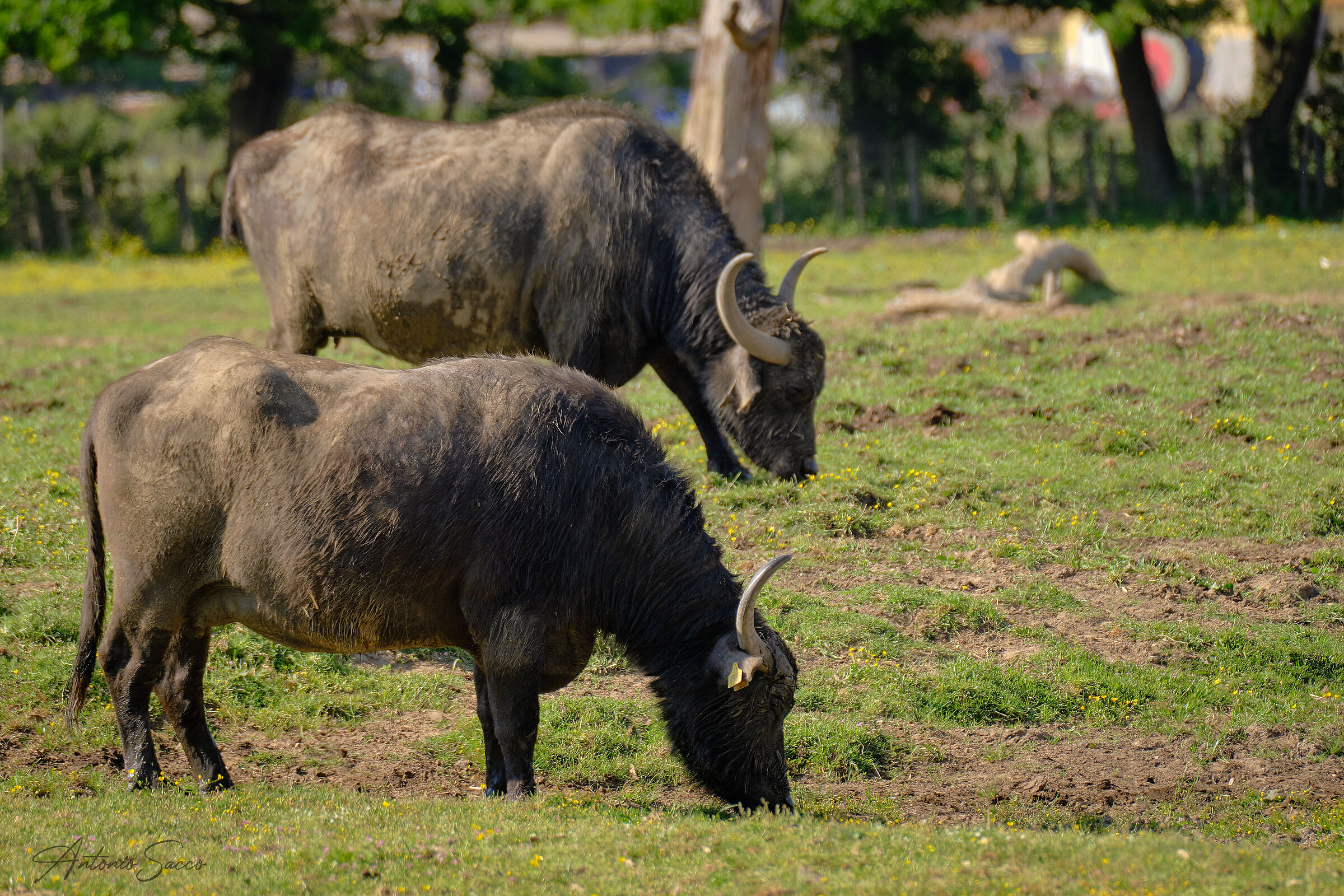 The Buffaloes of Fogliano