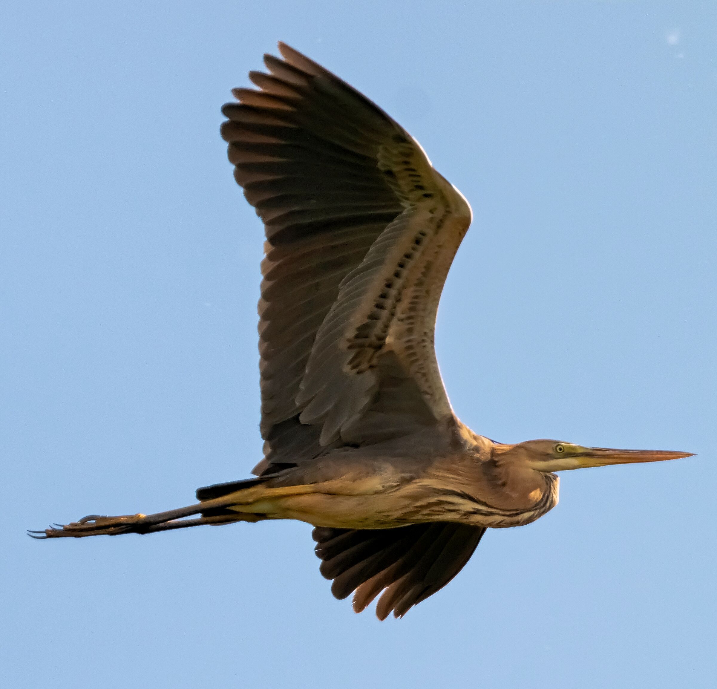 Red Heron in flight Oasis Lipu 13/05/2021