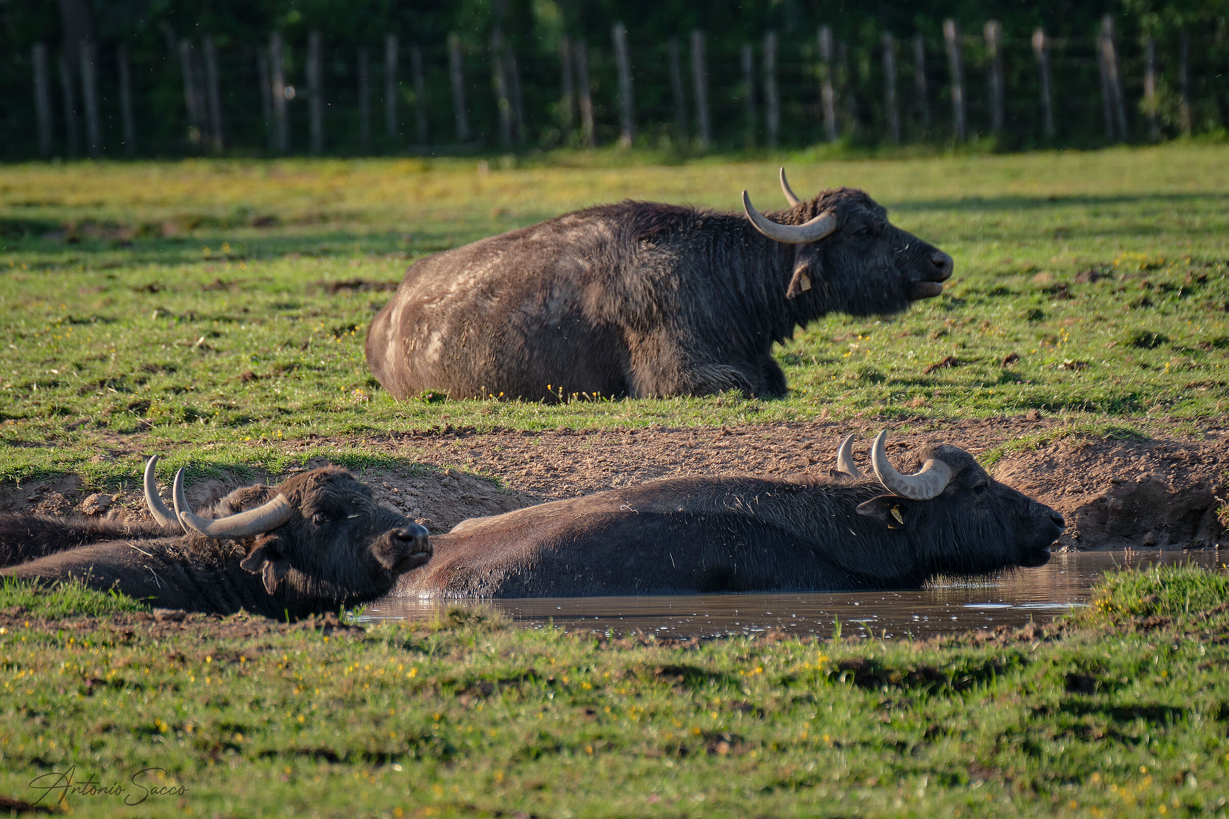 The Buffaloes of Fogliano