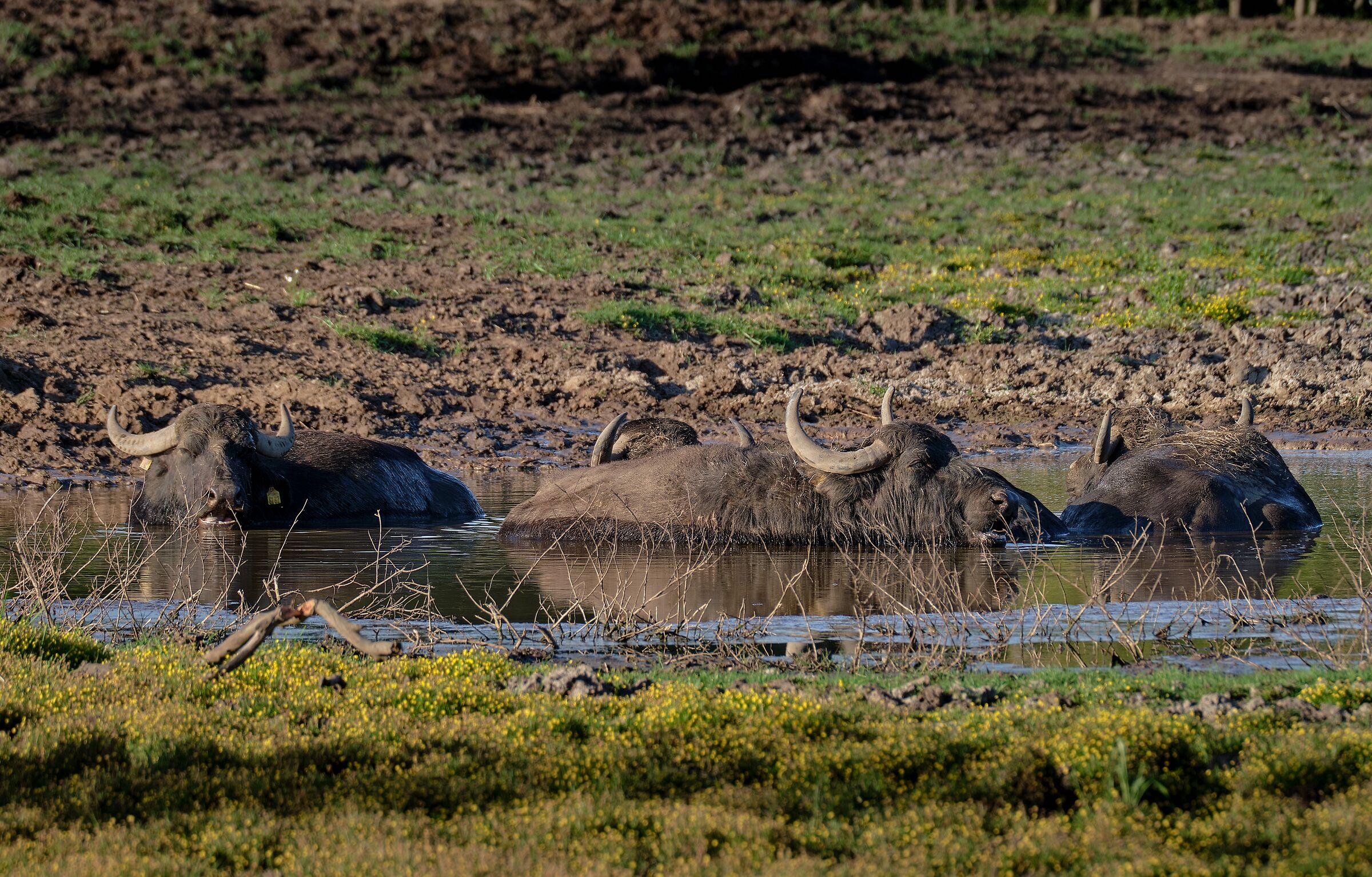 The Buffaloes of Fogliano