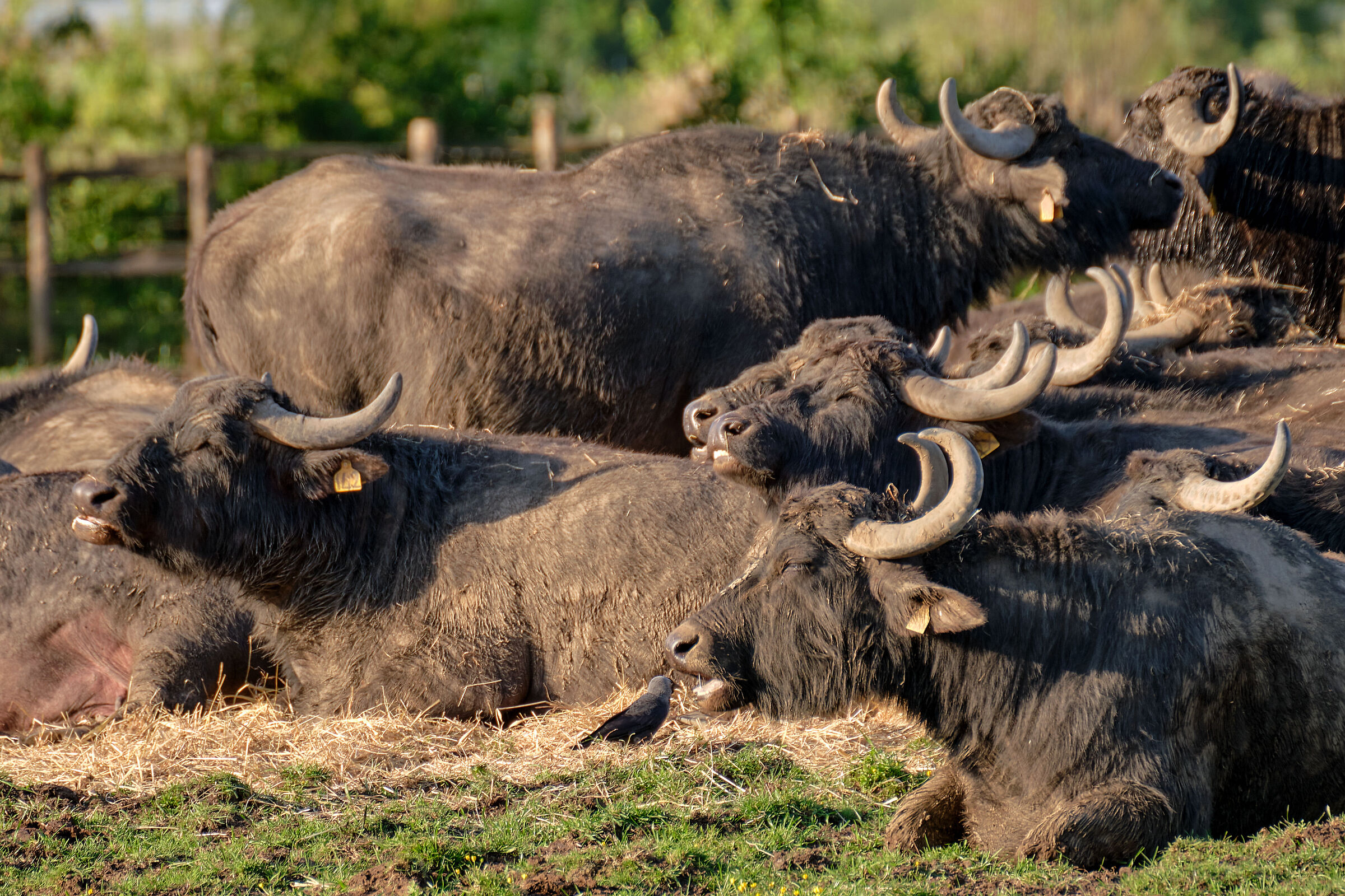 The Buffaloes of Fogliano