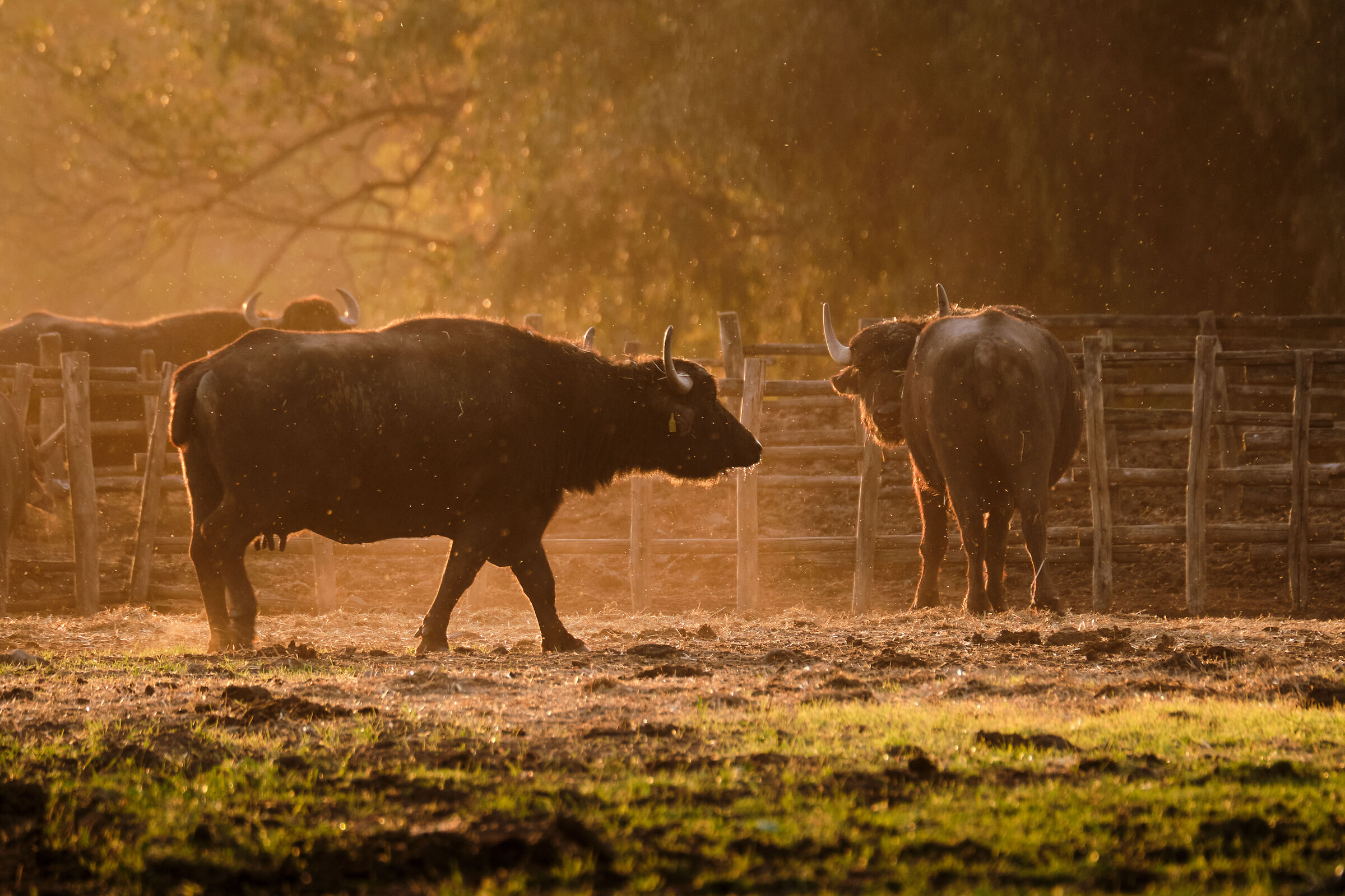 The Buffaloes of Fogliano