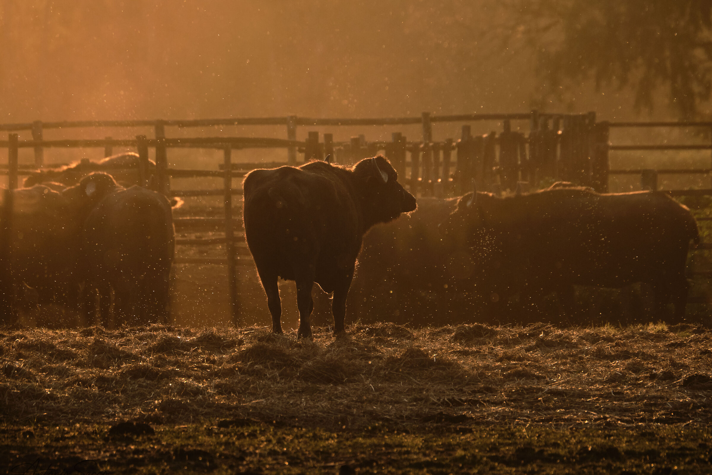 The Buffaloes of Fogliano