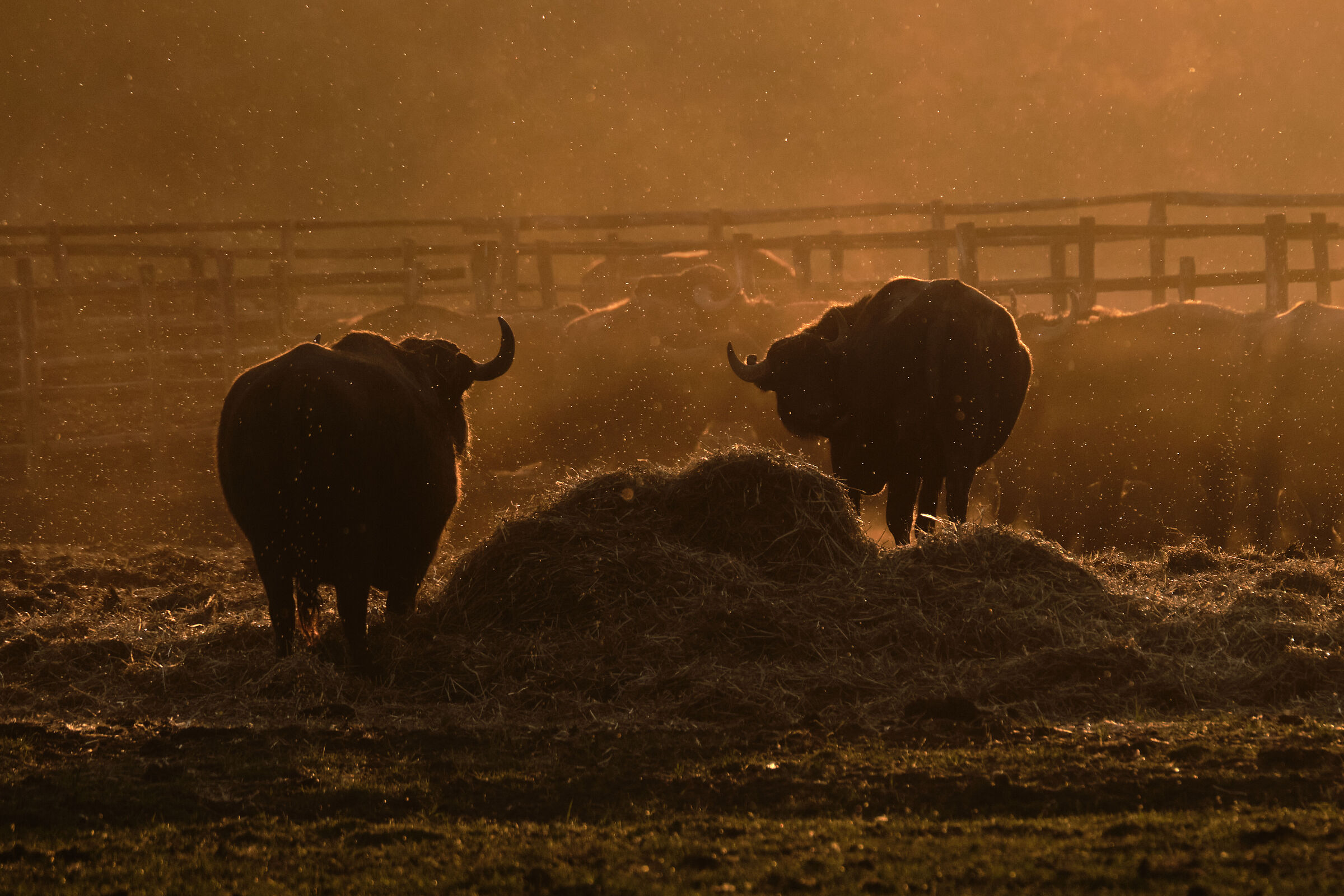 The Buffaloes of Fogliano