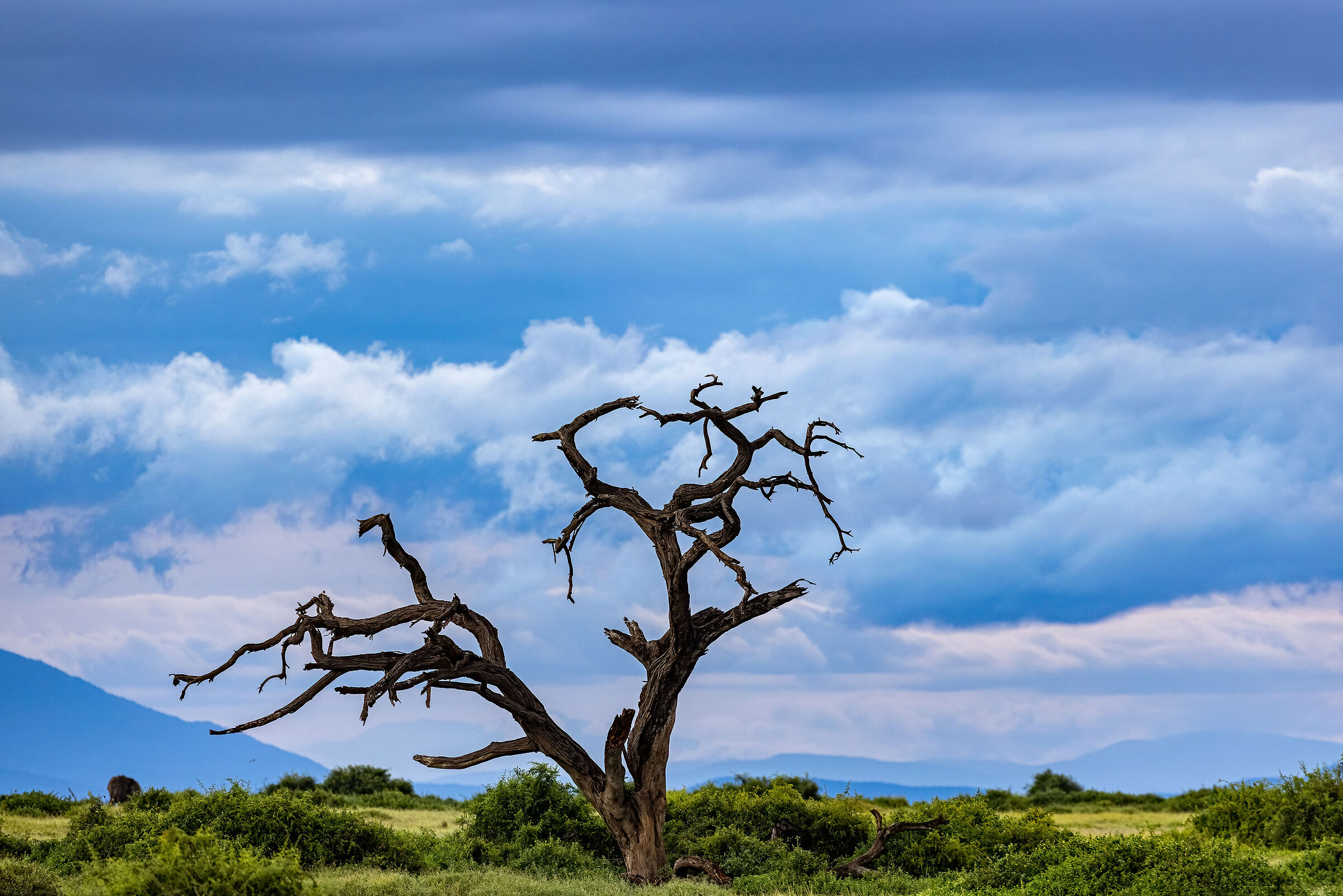 Landscape of Amboseli National Park