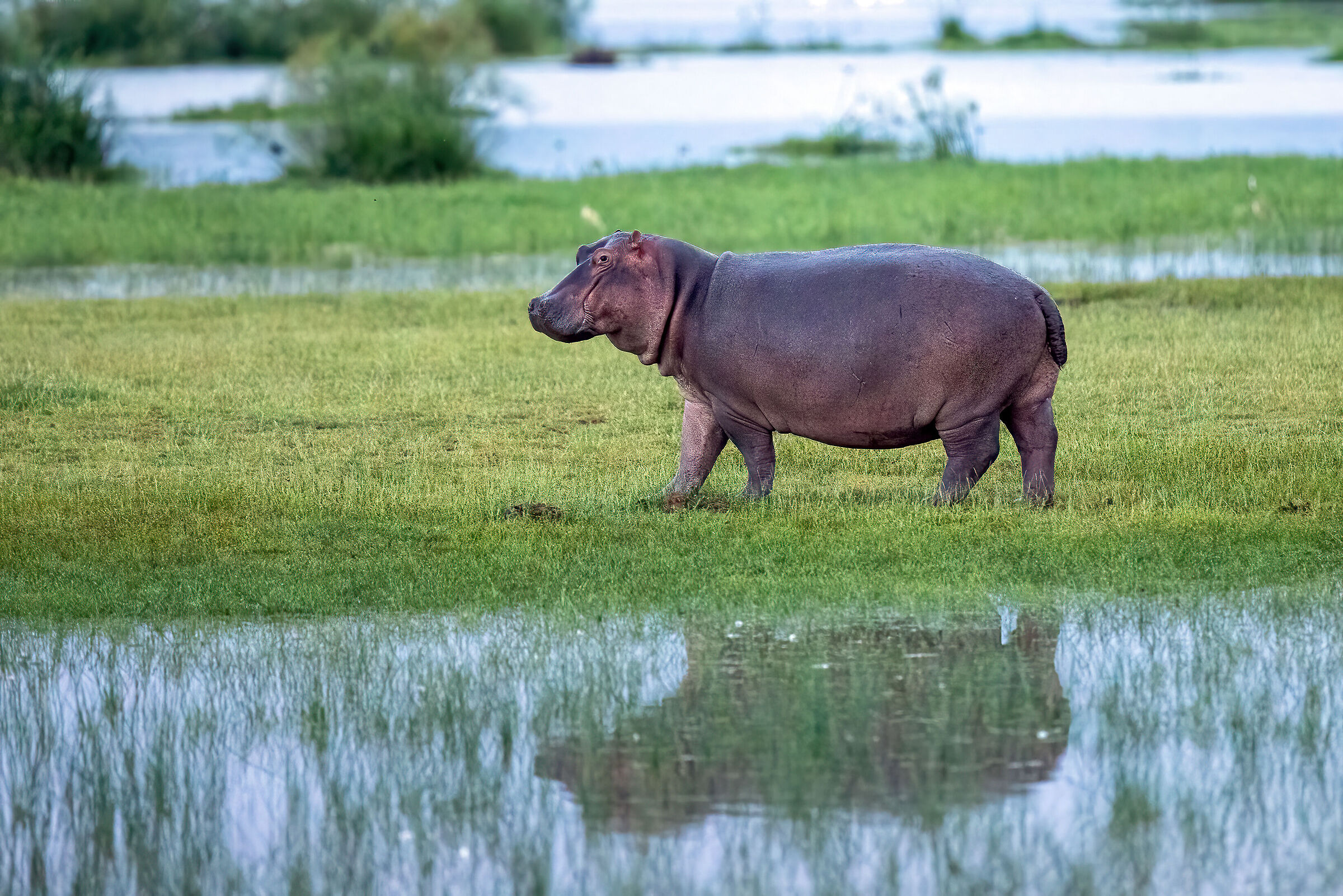Hippopotamus and its reflection