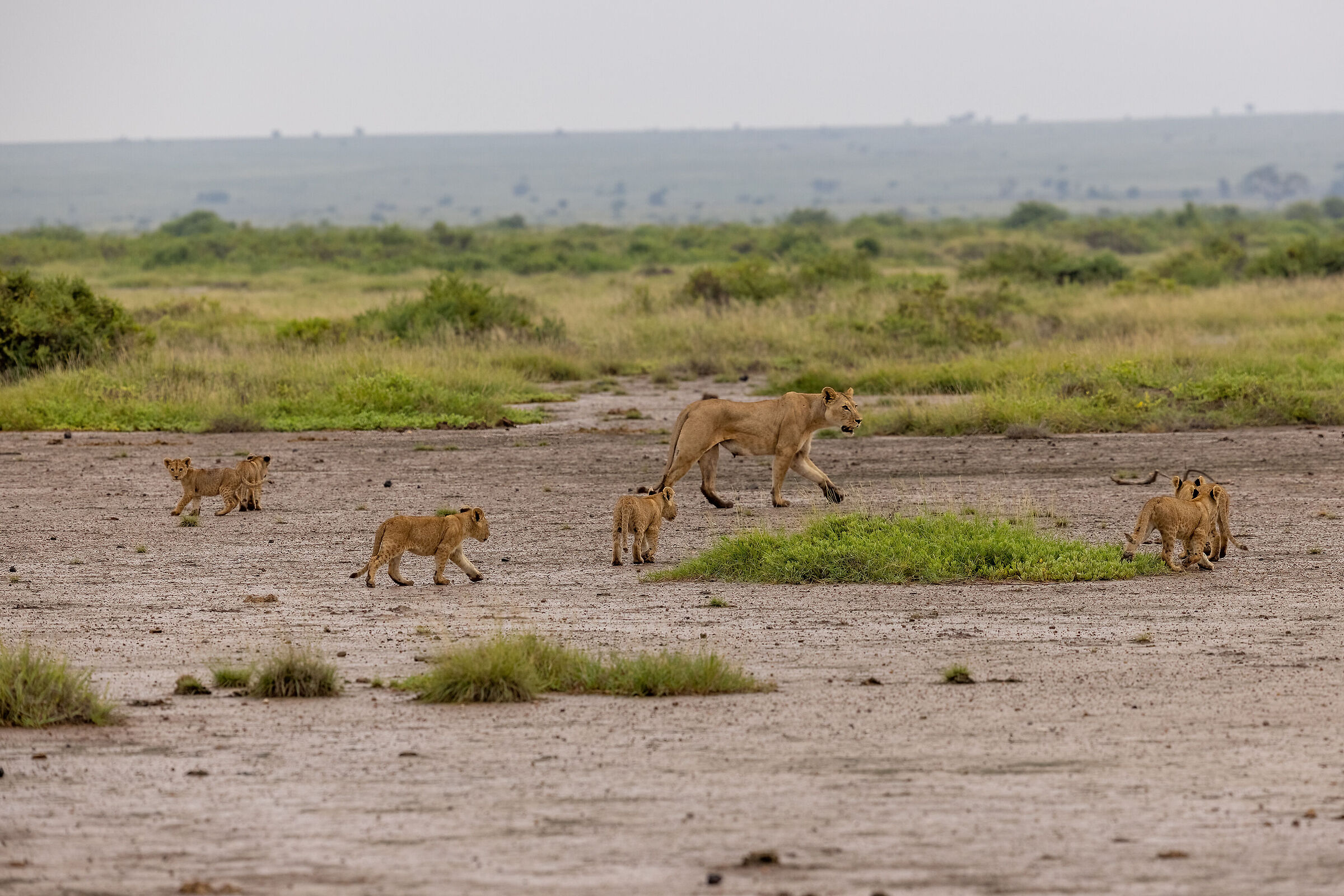 in short! I said line you up!