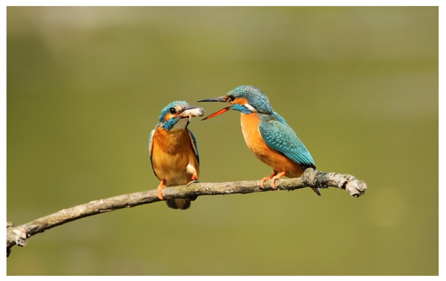 Martini in Courtship