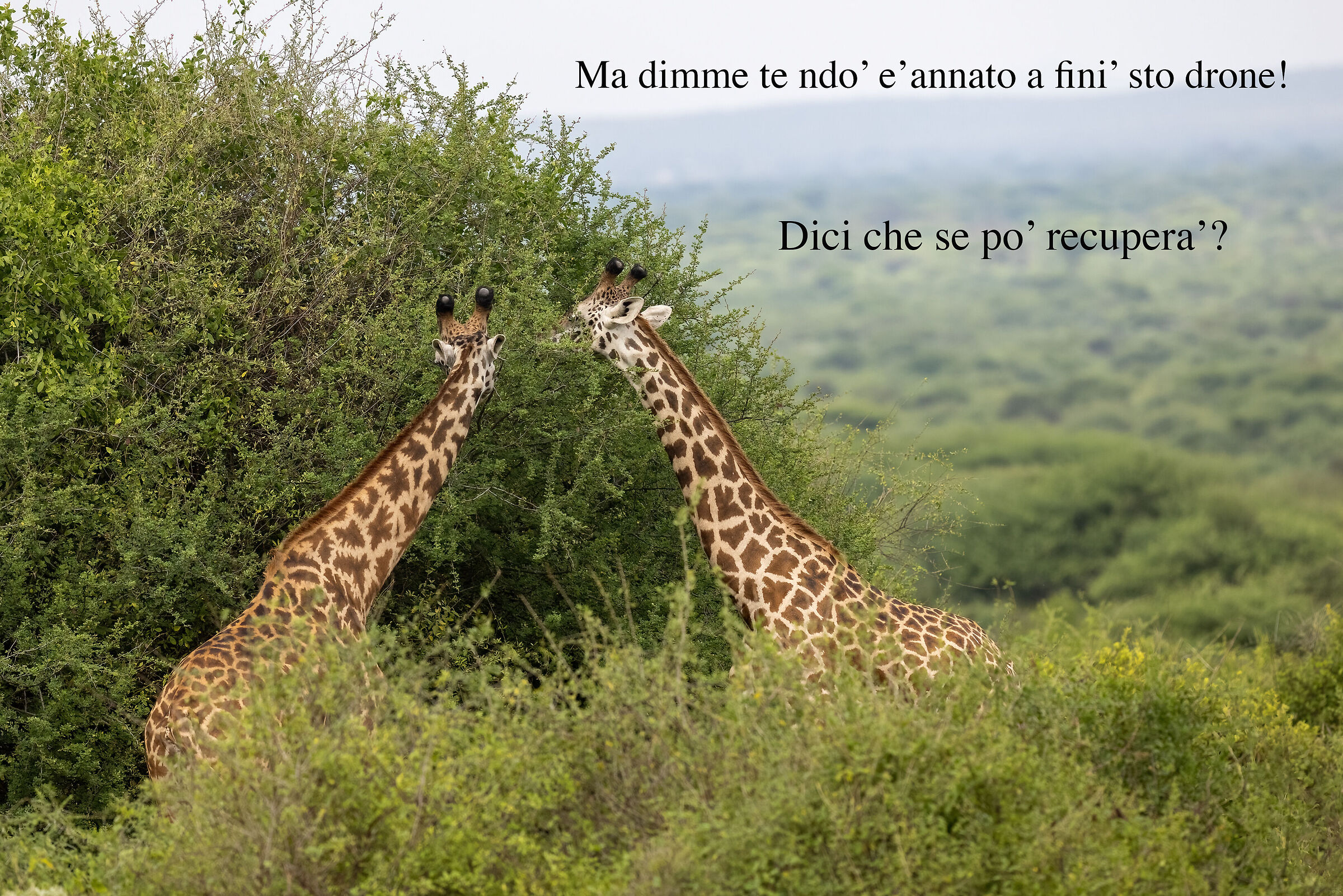 In stile....va be' sapete chi ;-)