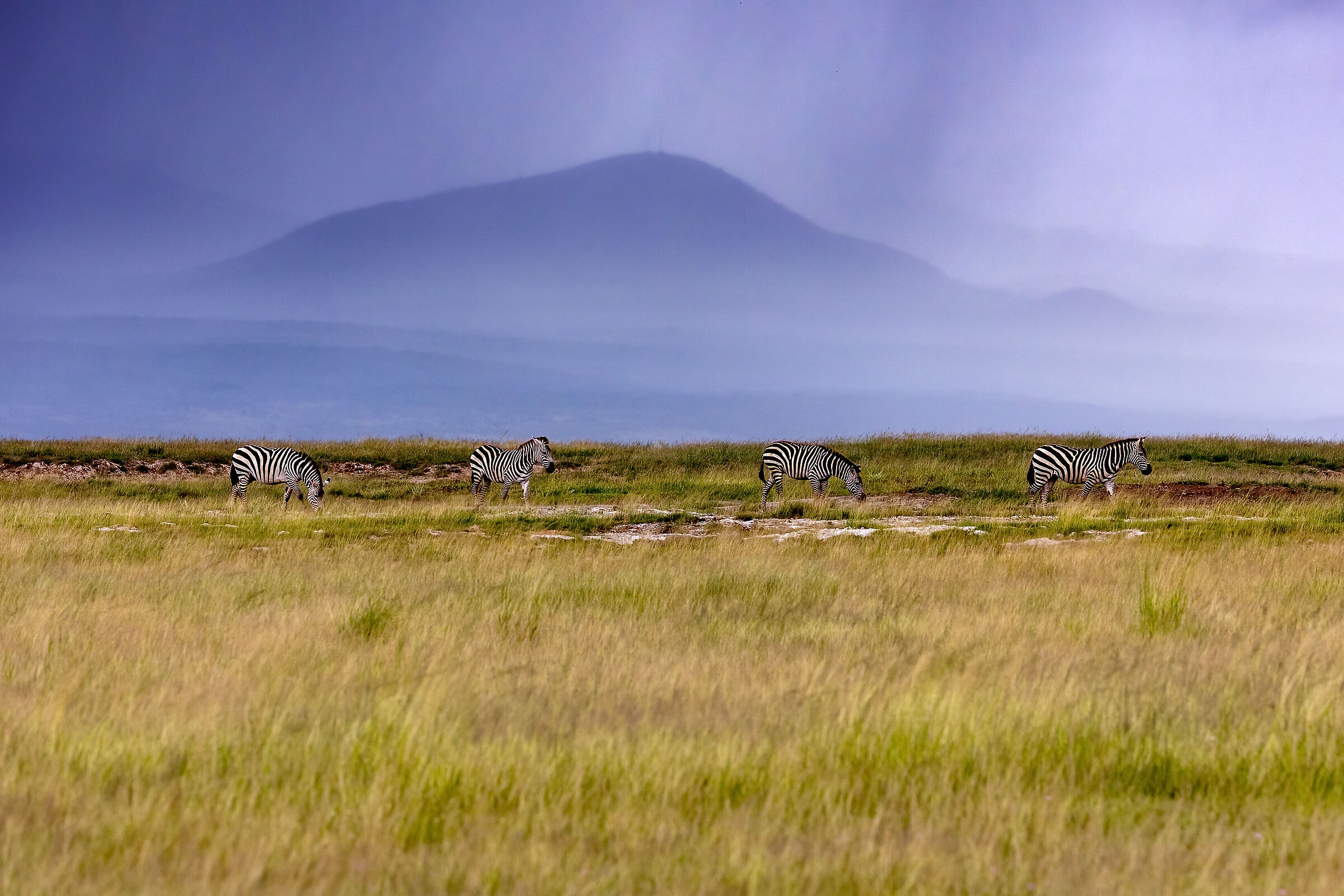 Zebras and thunderstorms