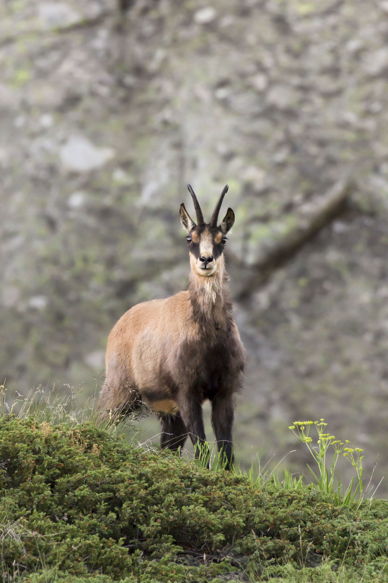 chamois