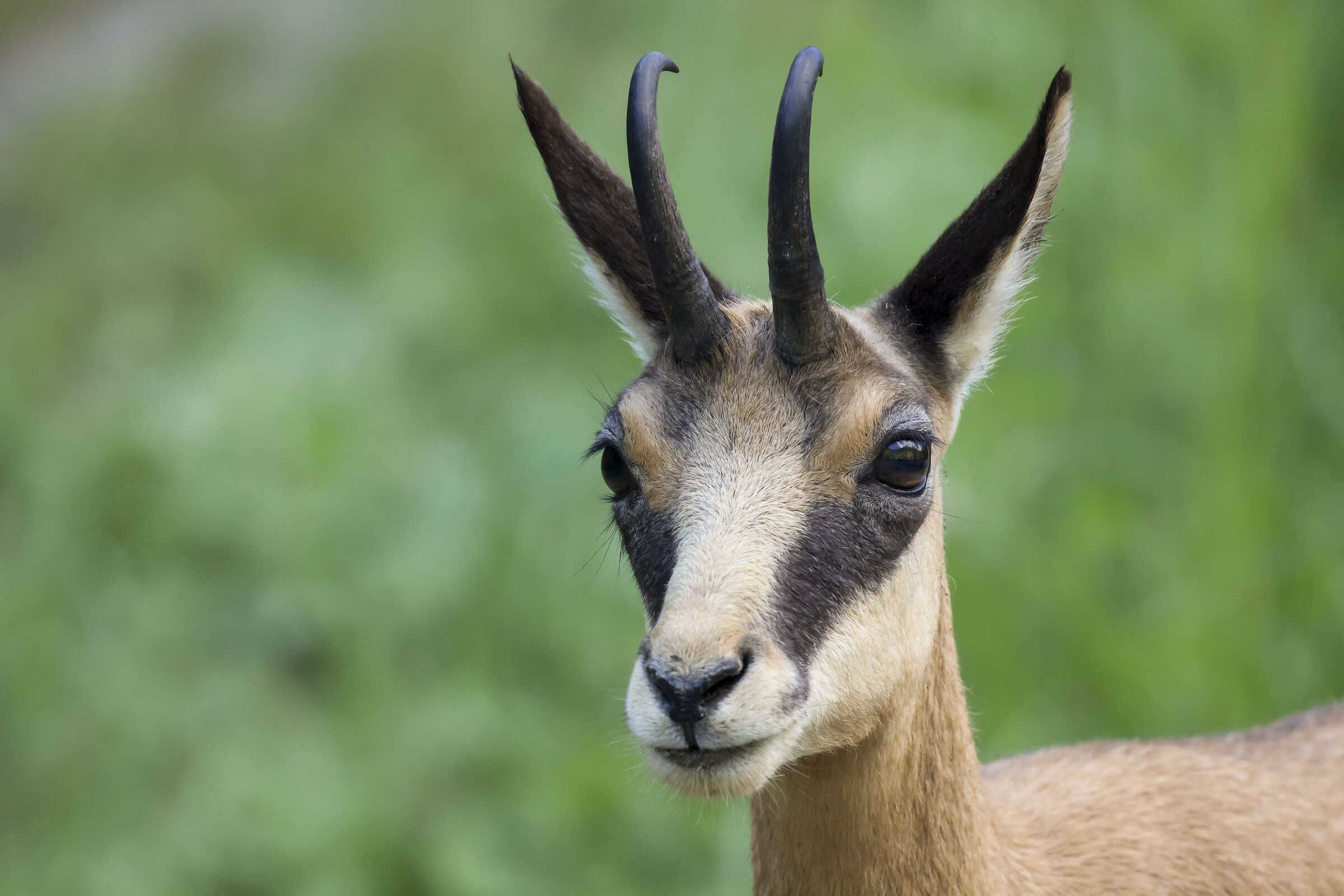 chamois