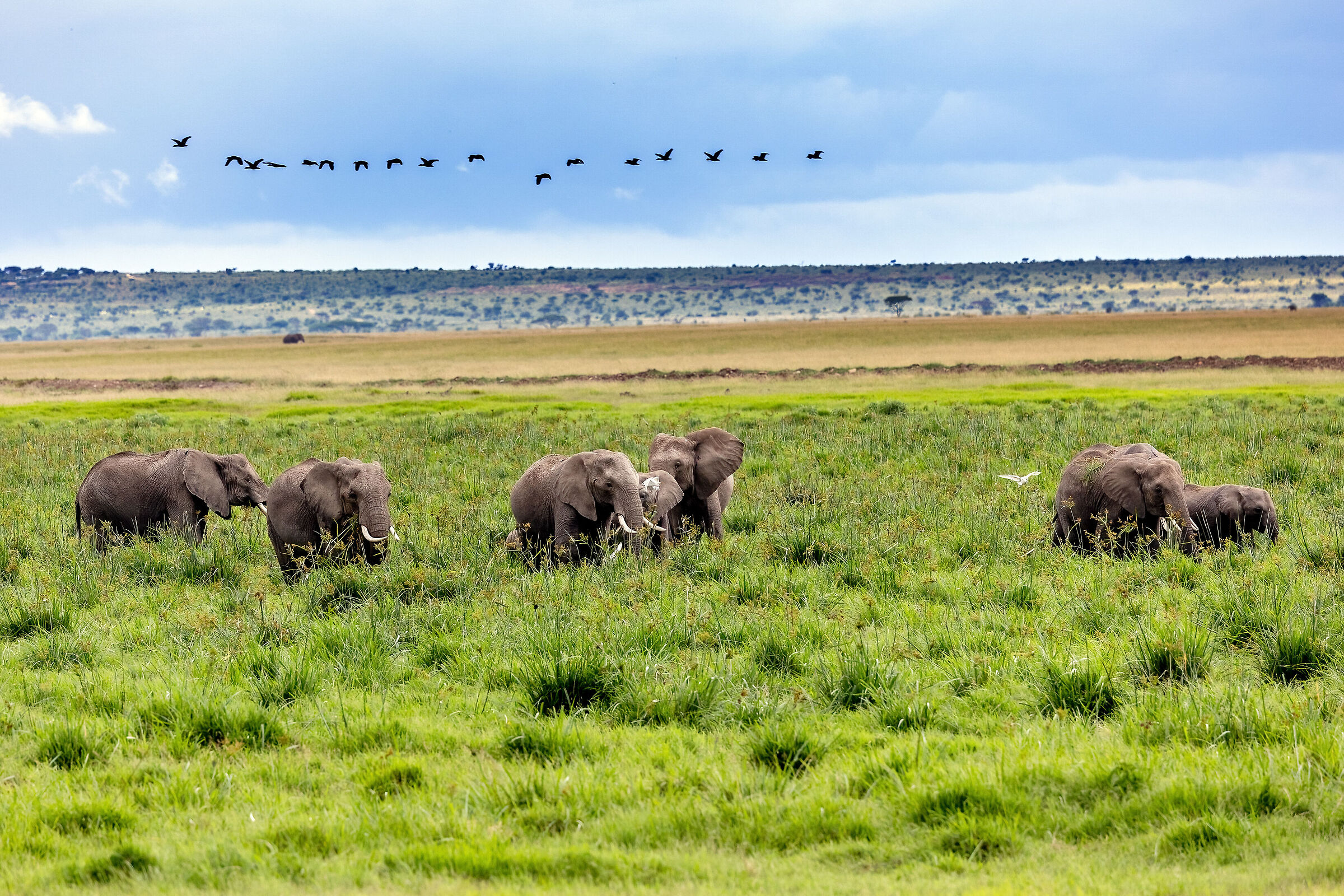 Elephant and bird lines