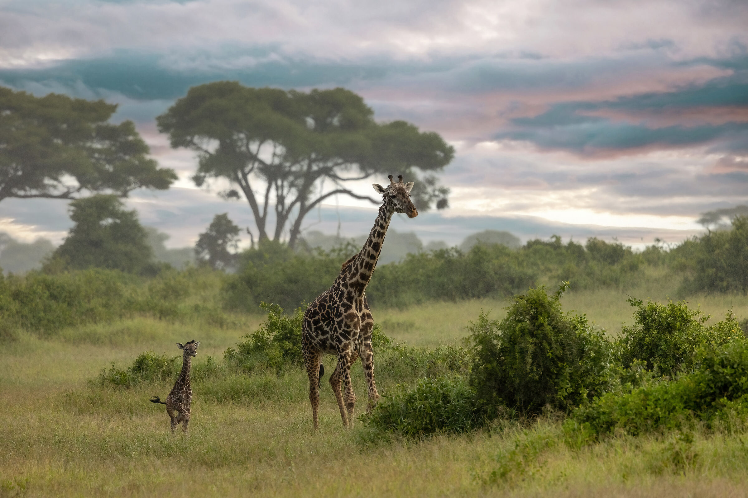 Nella savana con mamma