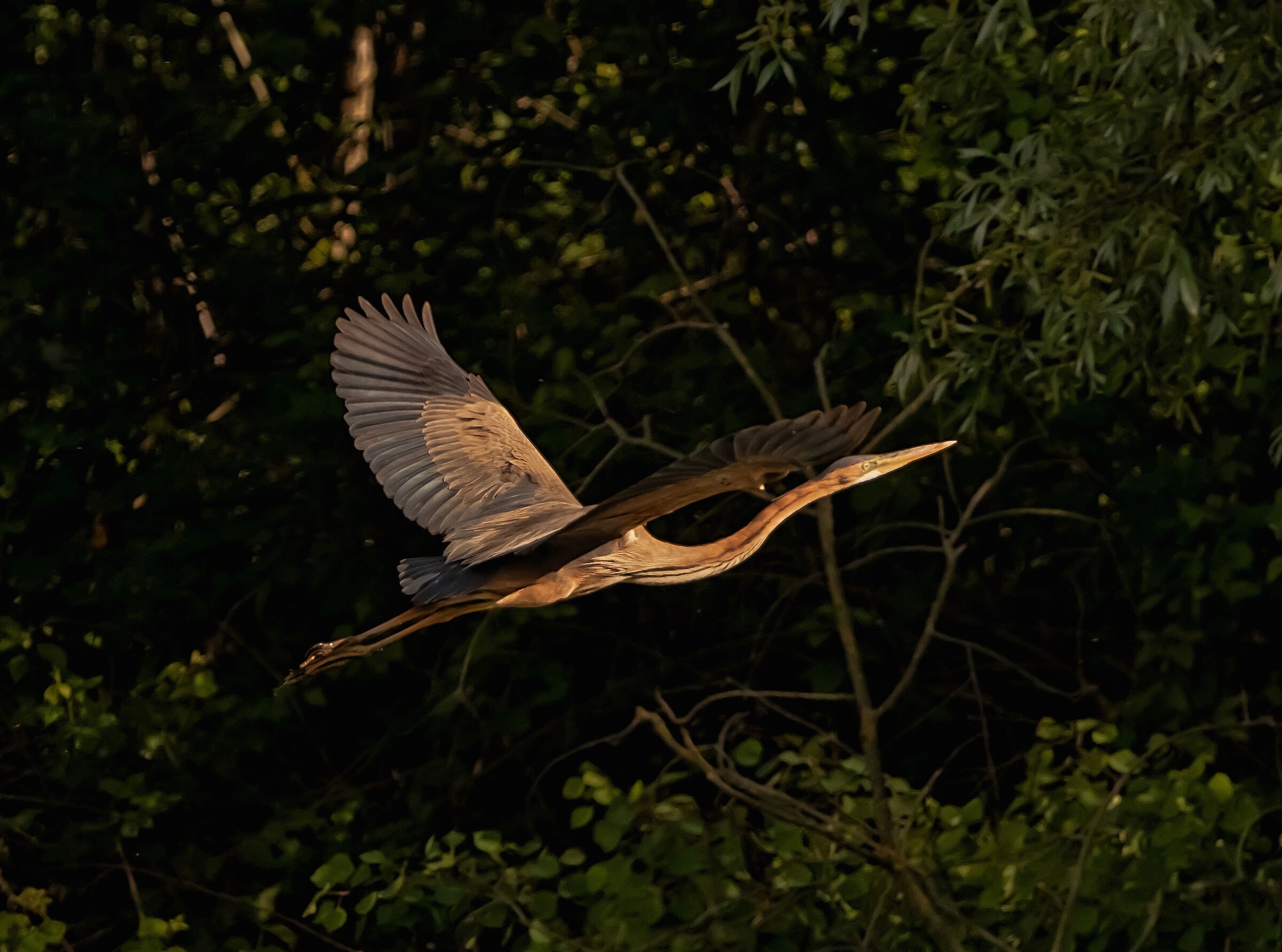 Red Heron landing Oasis Lipu 12/05/2021
