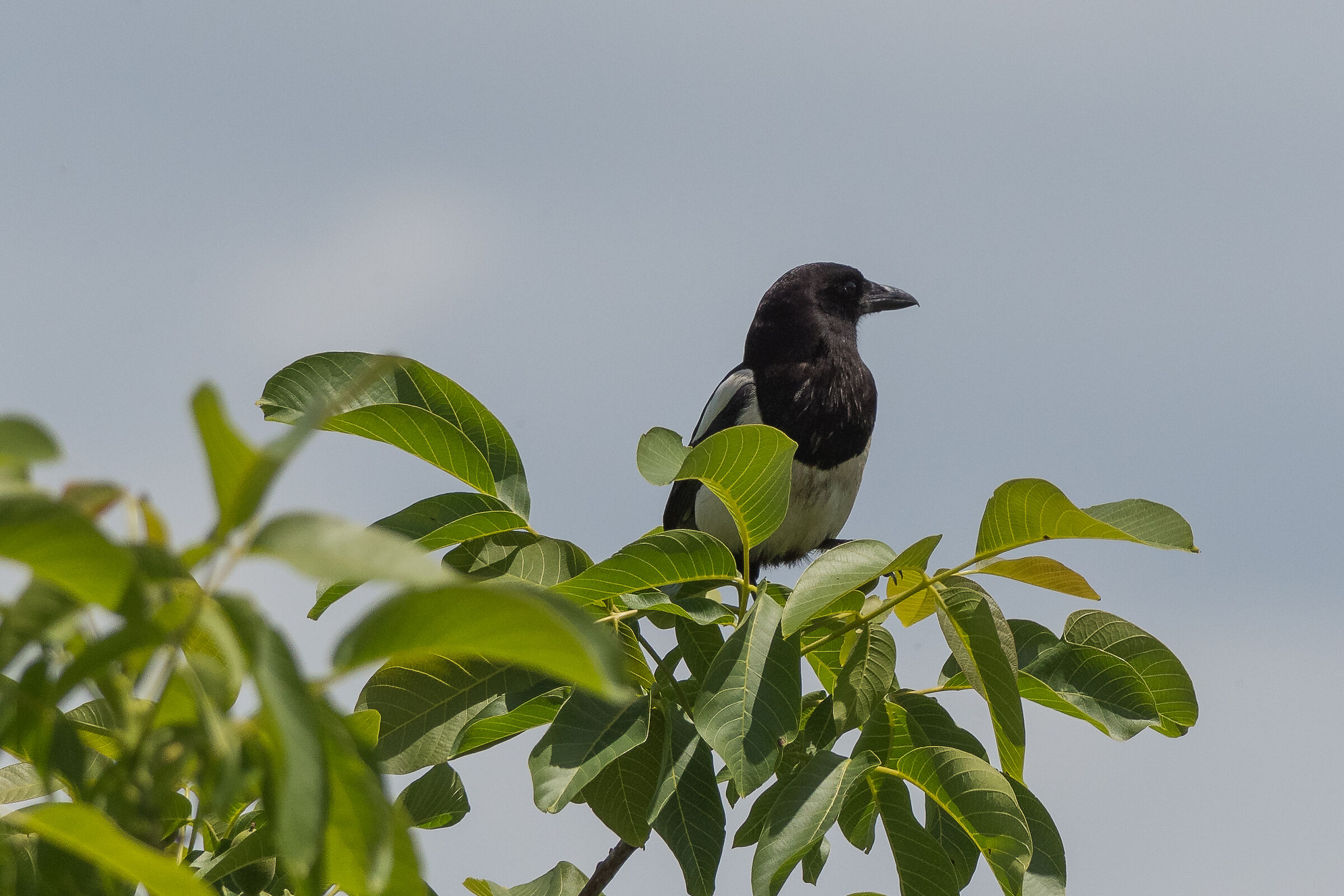magpie