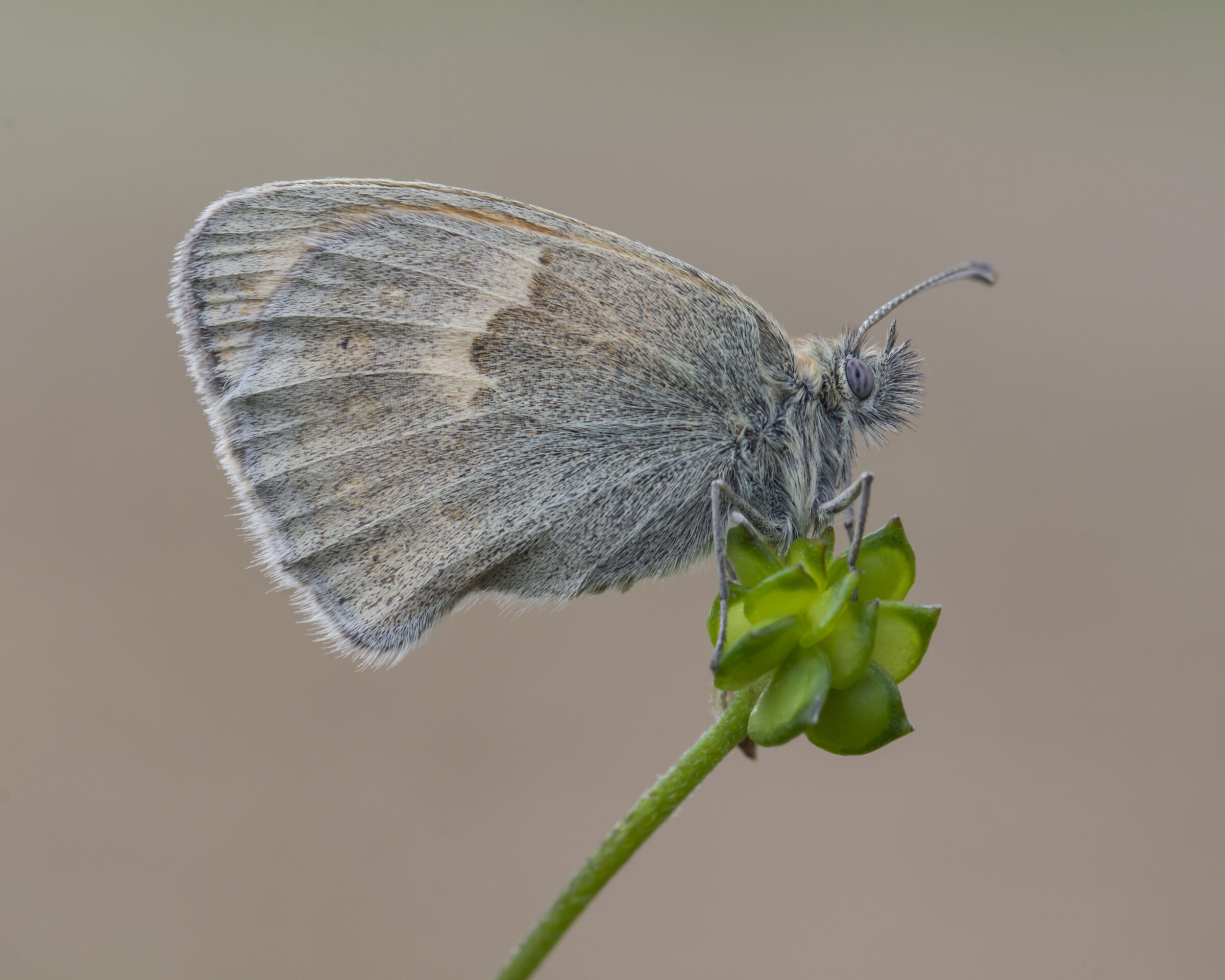 Coenonympha pamphilus