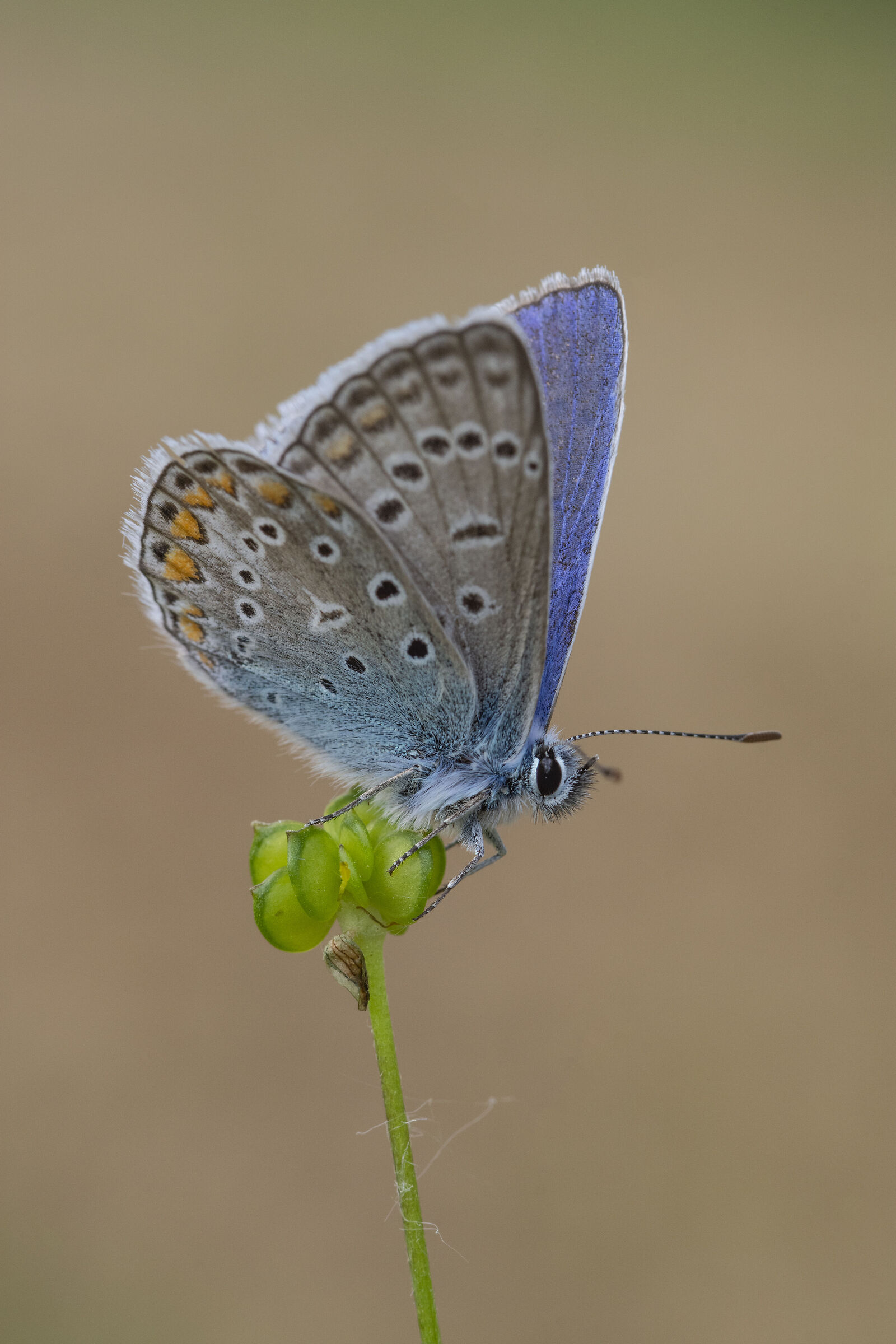 Polyommatus icarus