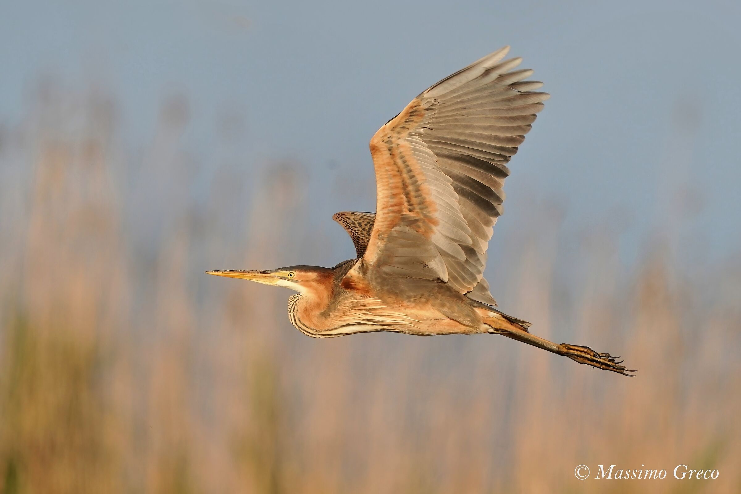 Red Heron (Ardea purpurea)