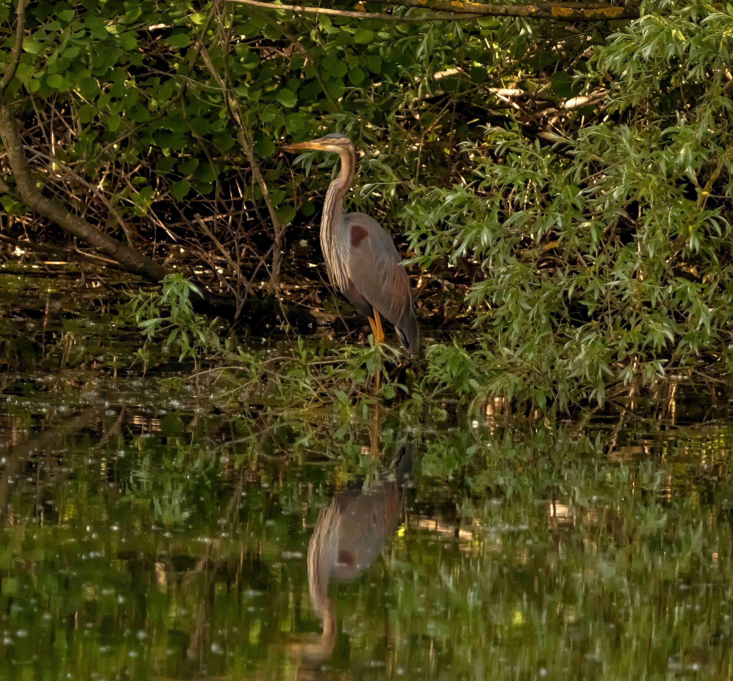 Red Heron in stop Oasis Lipu 12/05/2021