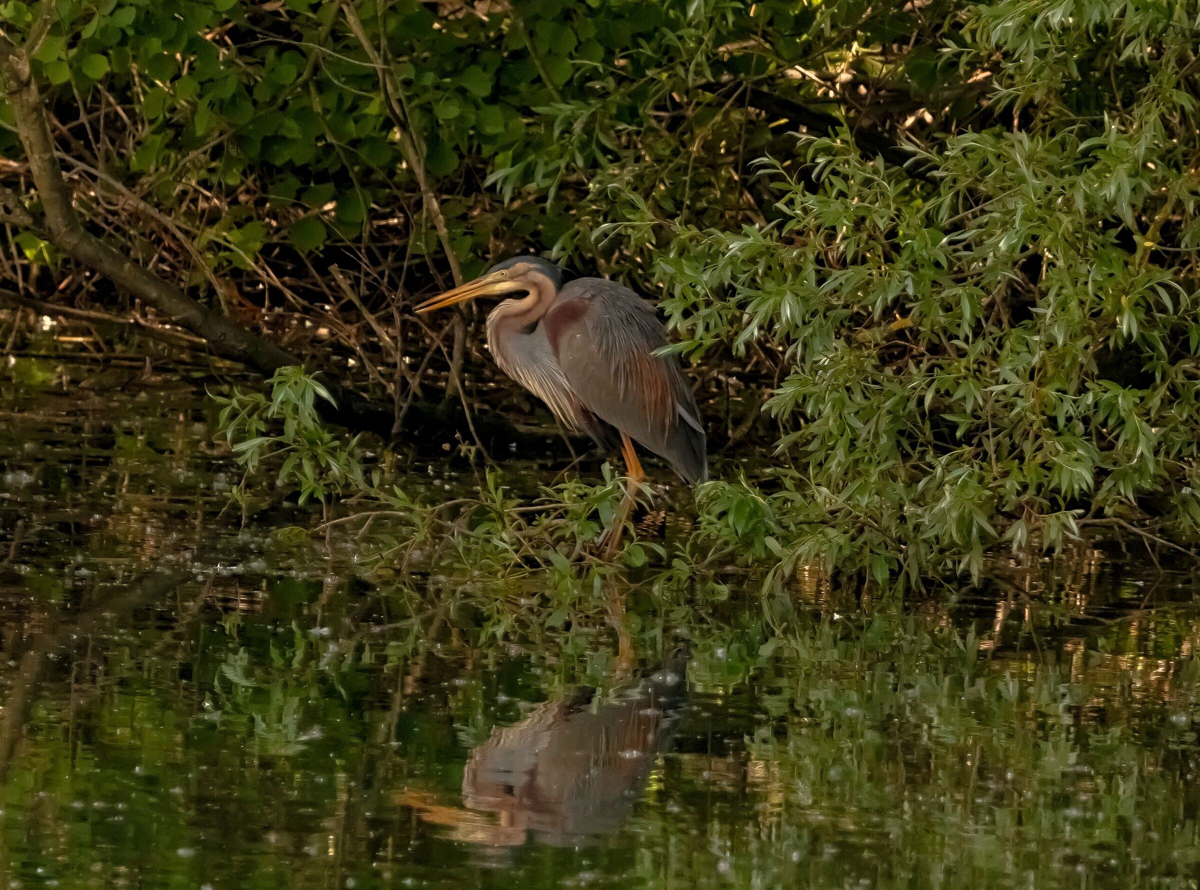 Red Heron in stop Oasis Lipu 12/05/2021